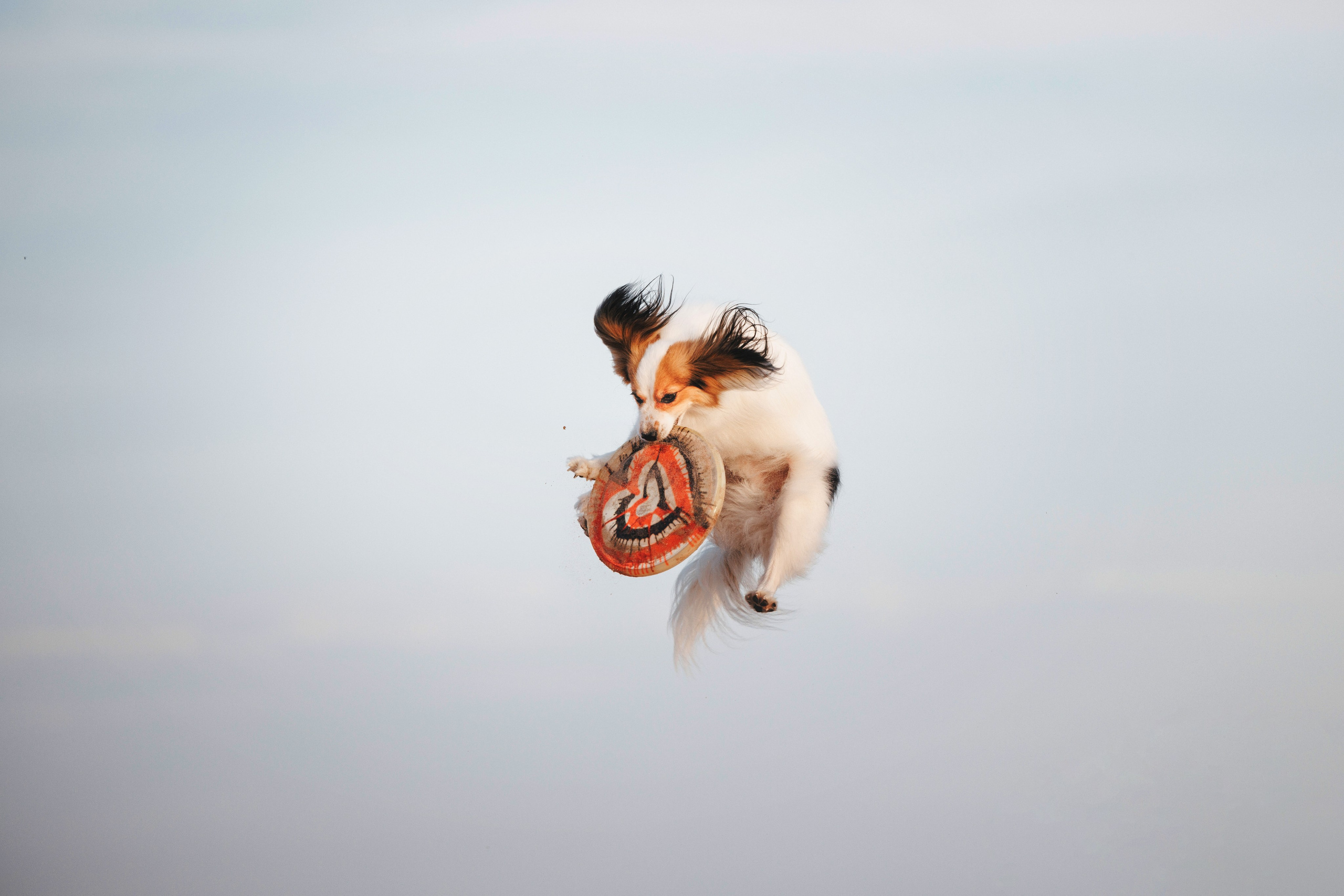 Рита, Маша и много собак. Фотограф анималист Осипчикова Мария