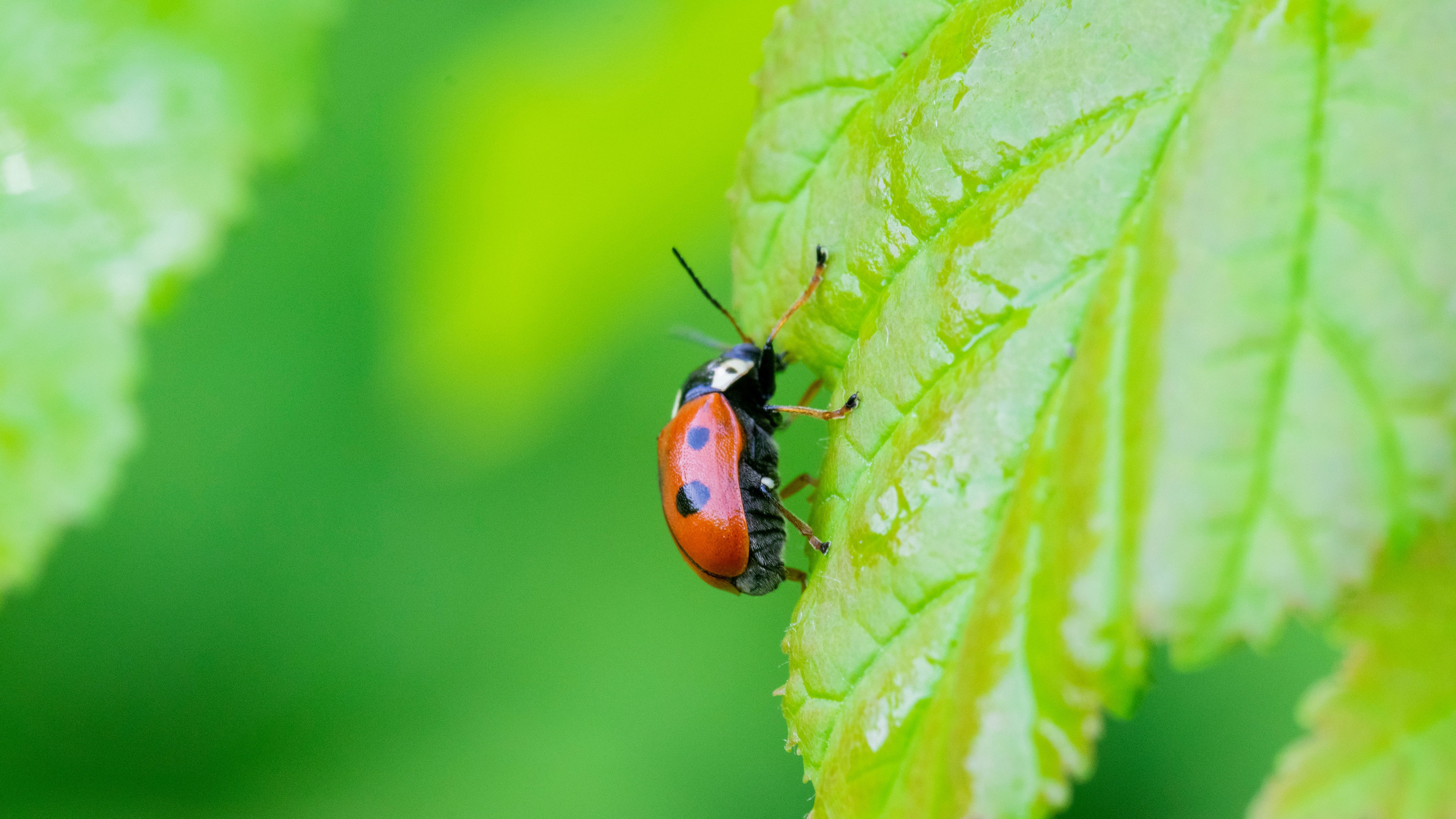 Насекомые. Фотограф Вадим Хмурковский