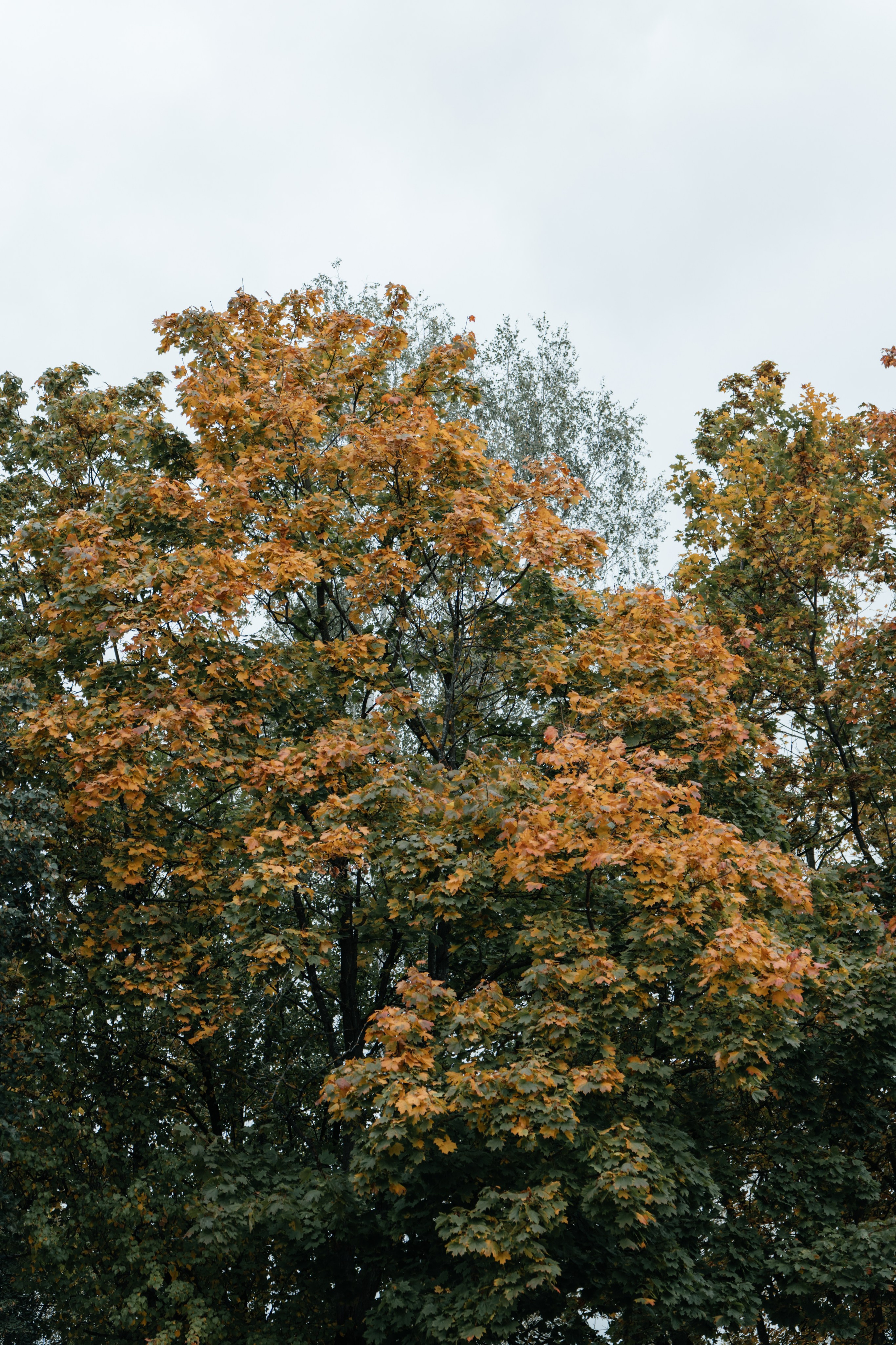 DENIS & MARIA. Свадебное ФОТО & ВИДЕО Москва/Липецк
