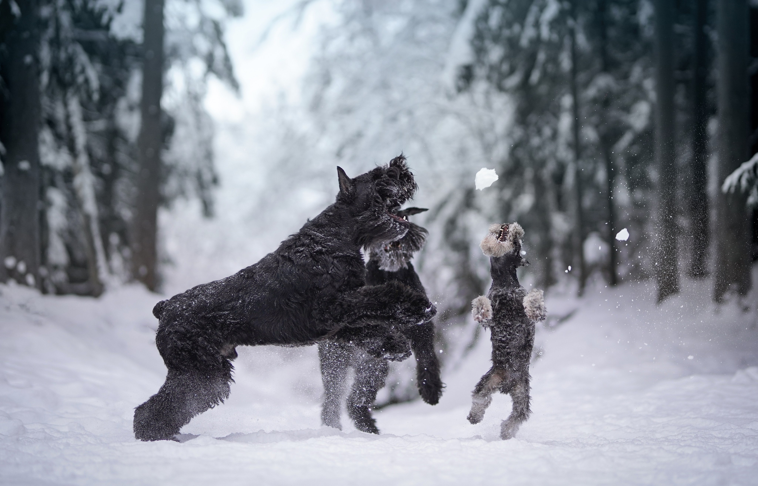 Оля Миша и шнауцеры. Фотограф-анималист в Санкт-Петербурге Яна Мартынова