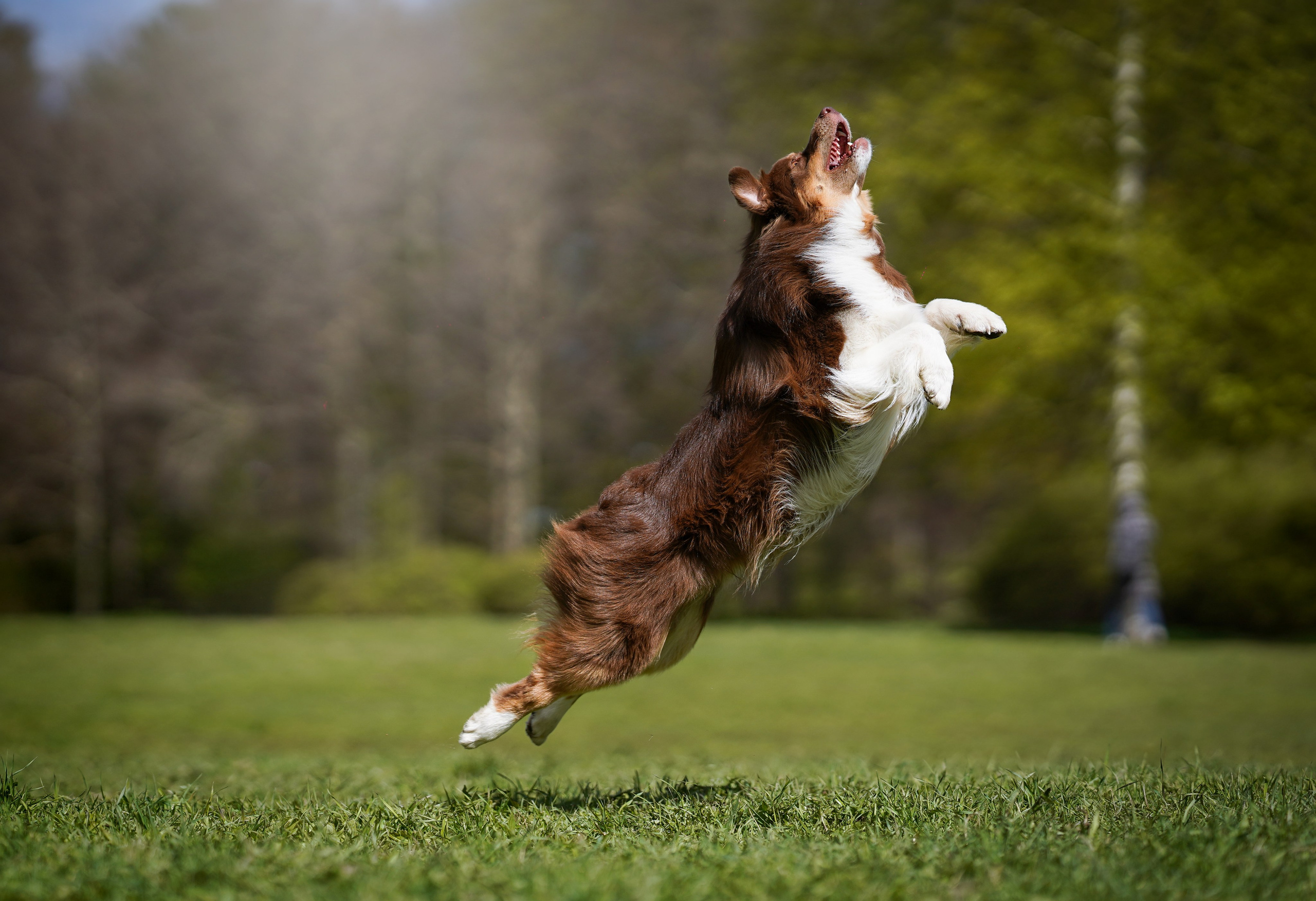 Рокки и Гермиона. Фотограф-анималист в Санкт-Петербурге Яна Мартынова