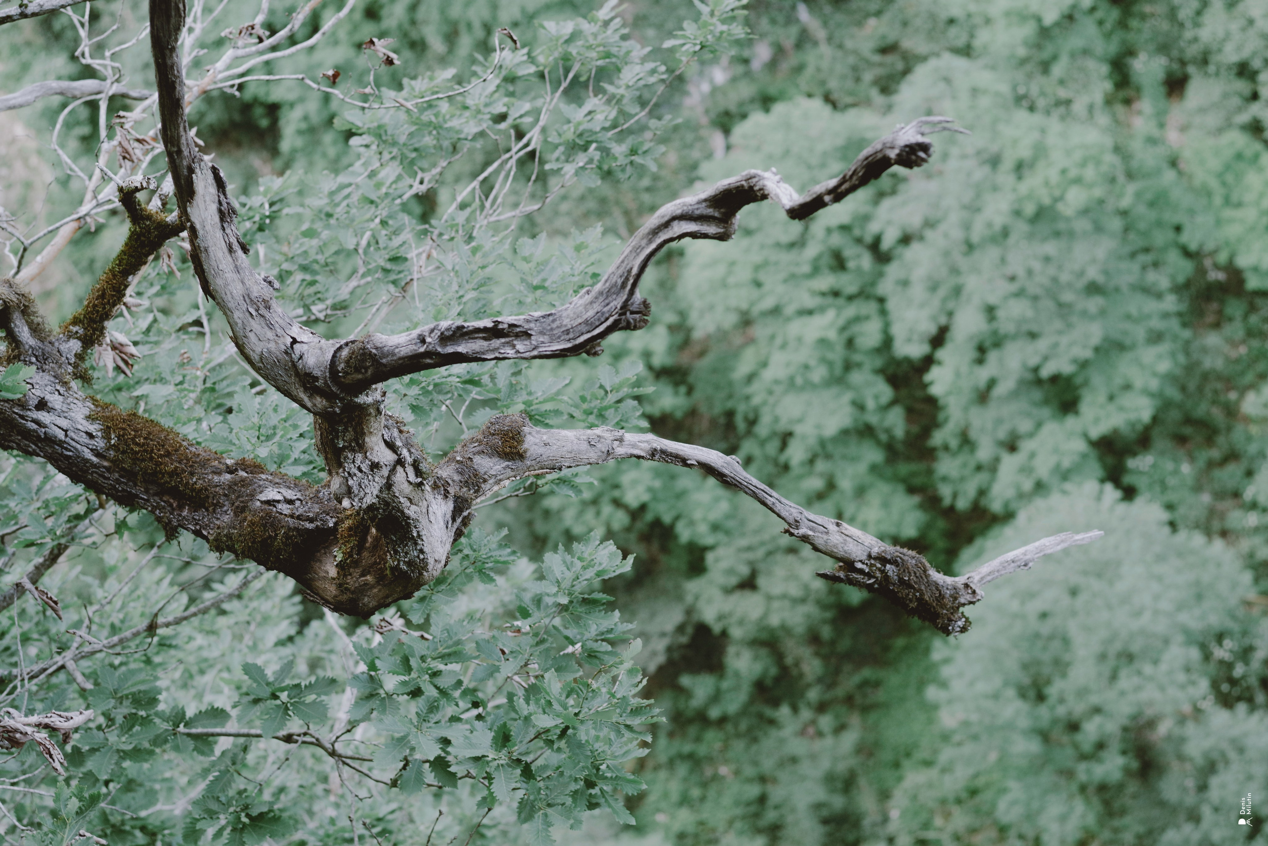 Каньон Окаце. Портретный фотограф Денис Милютин