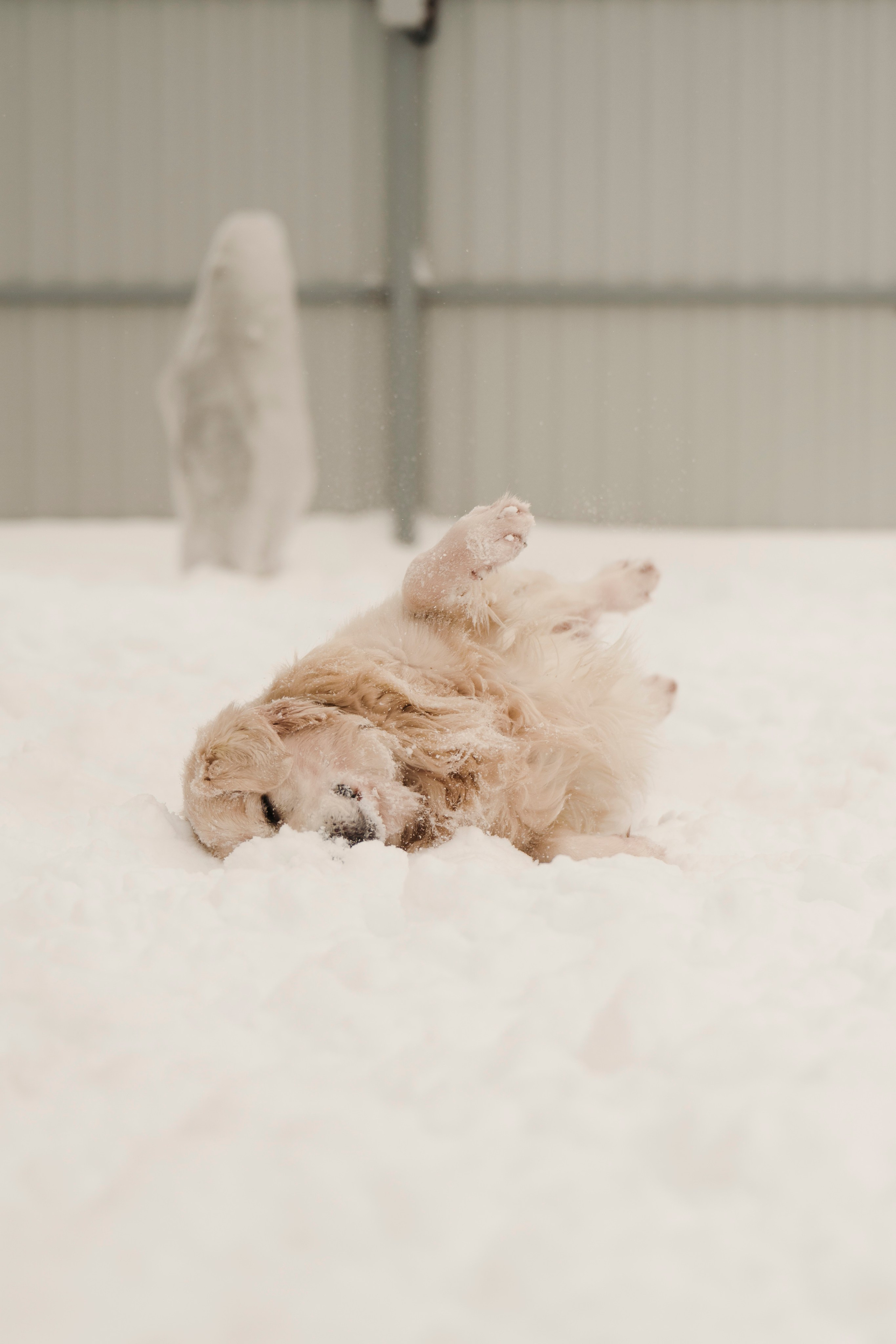 Зоогостиница Мишка. Фотограф- анималист Александра Матвеева