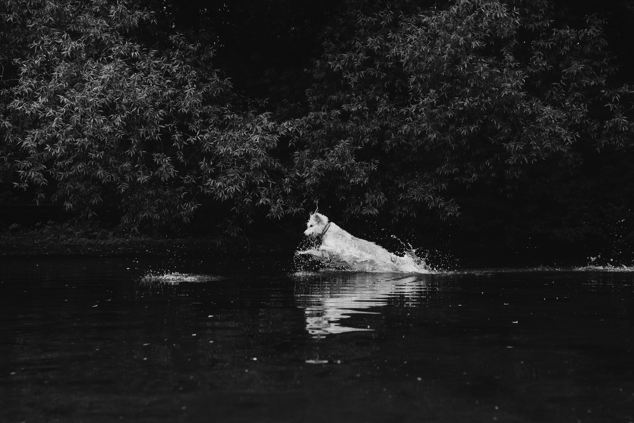 Акиро и Йоши. Фотограф- анималист Александра Матвеева