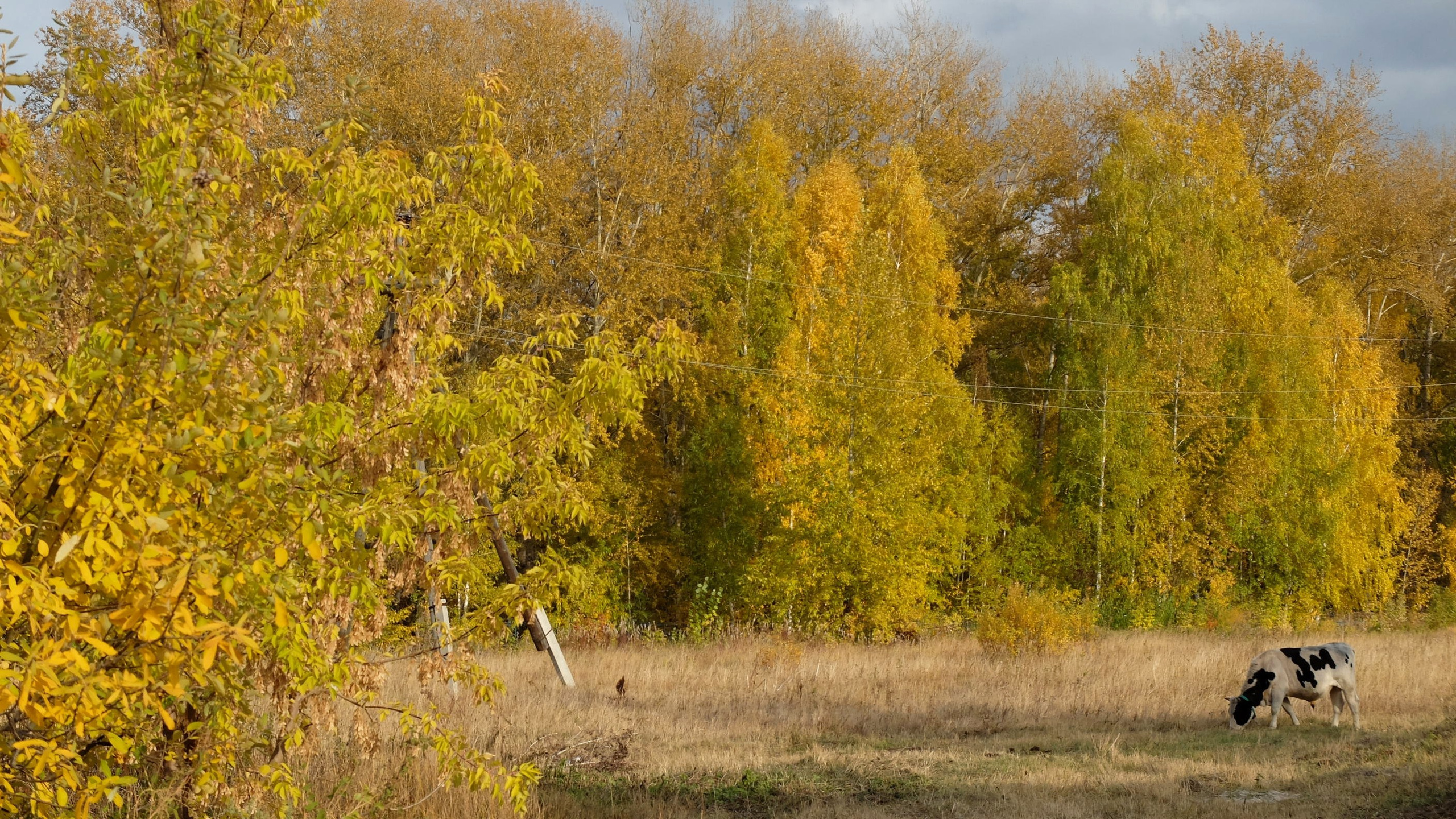 Этот прекрасный мир