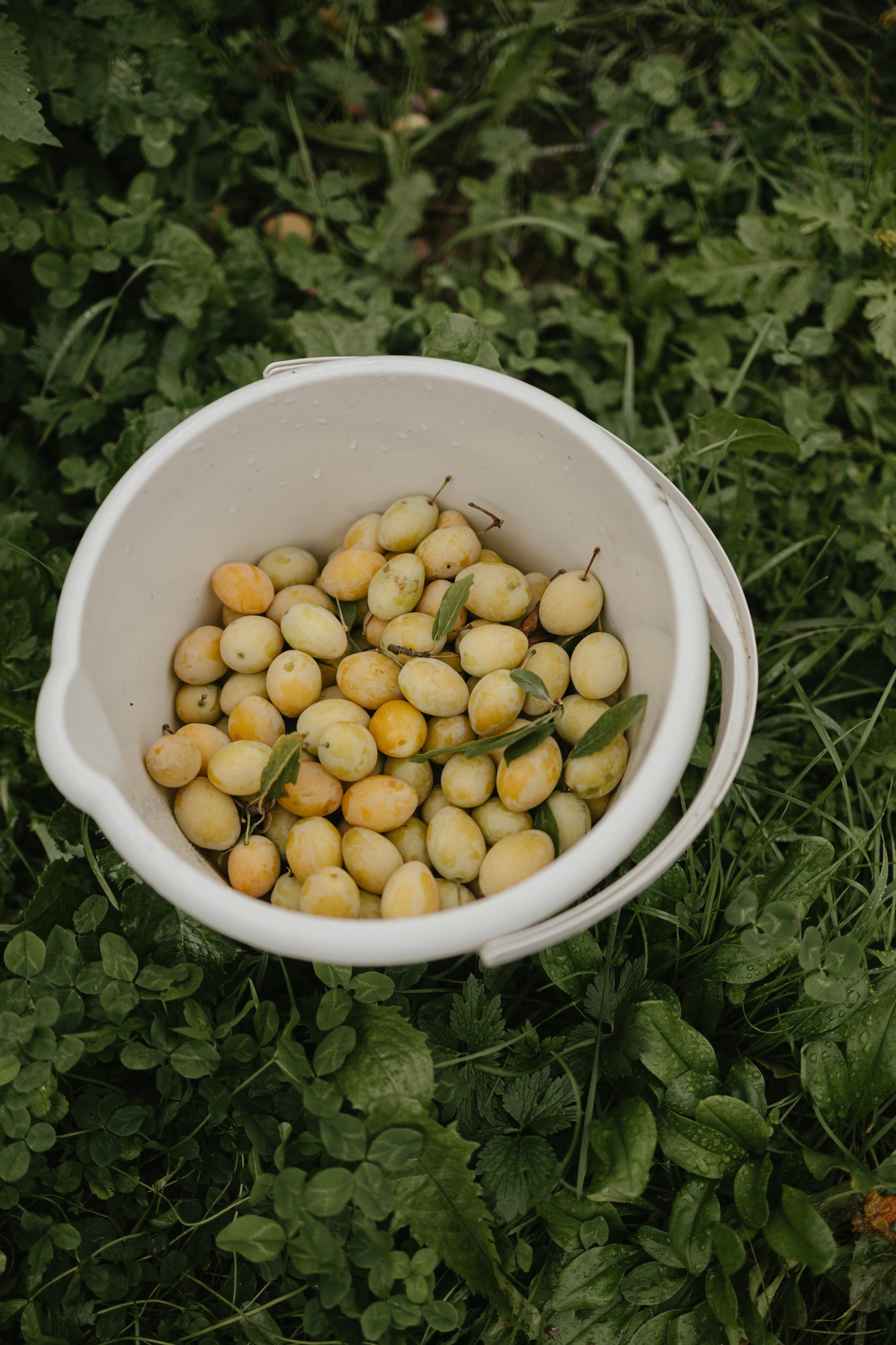 Дача. Про любовь