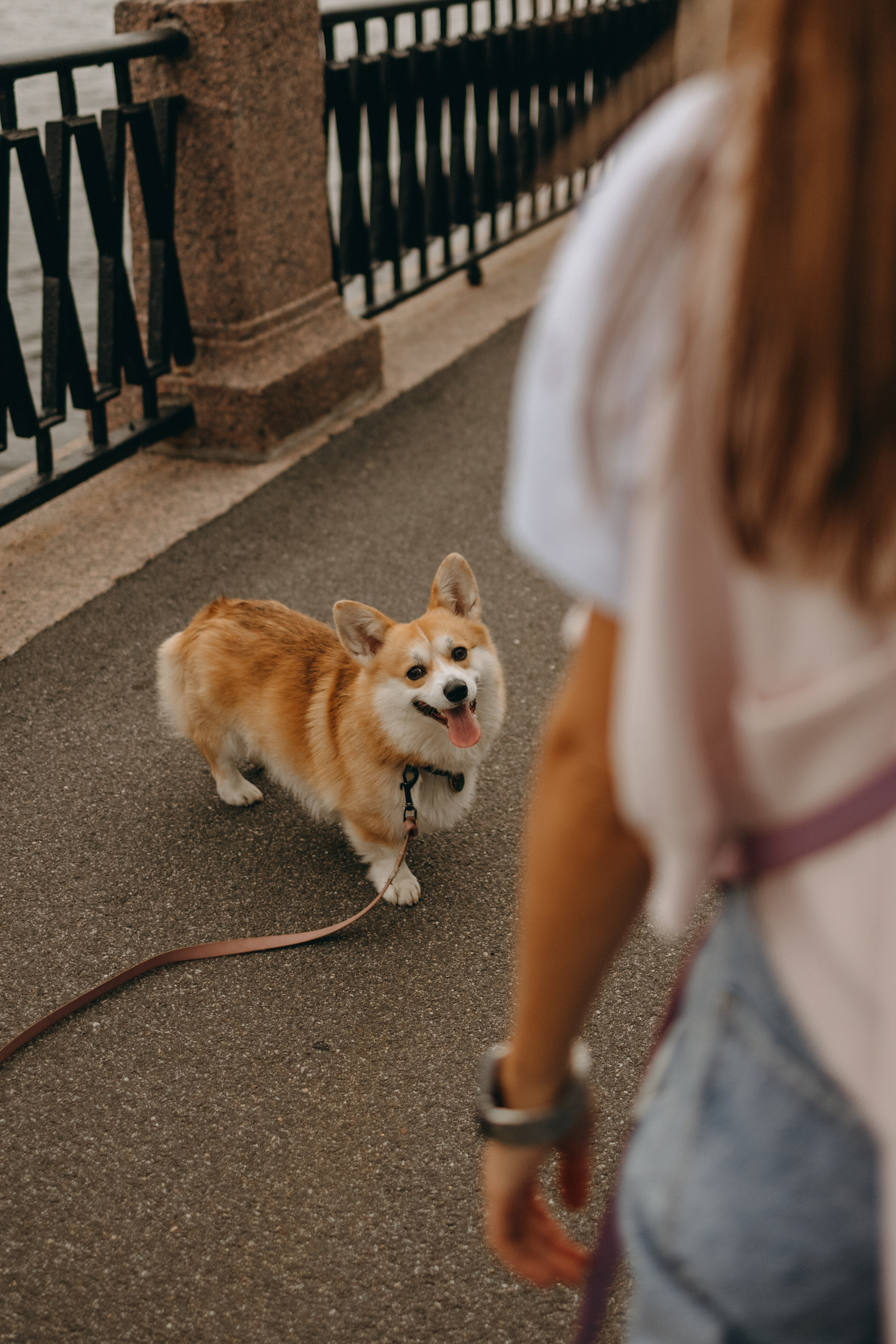 Лиза и Бакс. Фотограф — Анималист | Санкт-Петербург