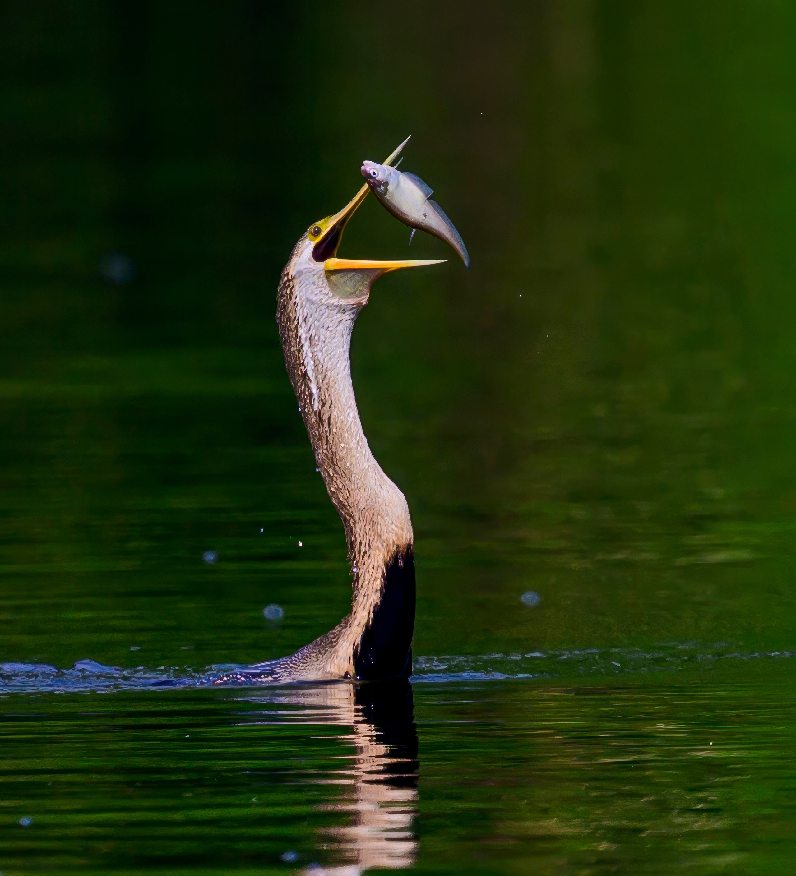 Раджастан, Индия. Wildlife photography by Sergey Puponin
