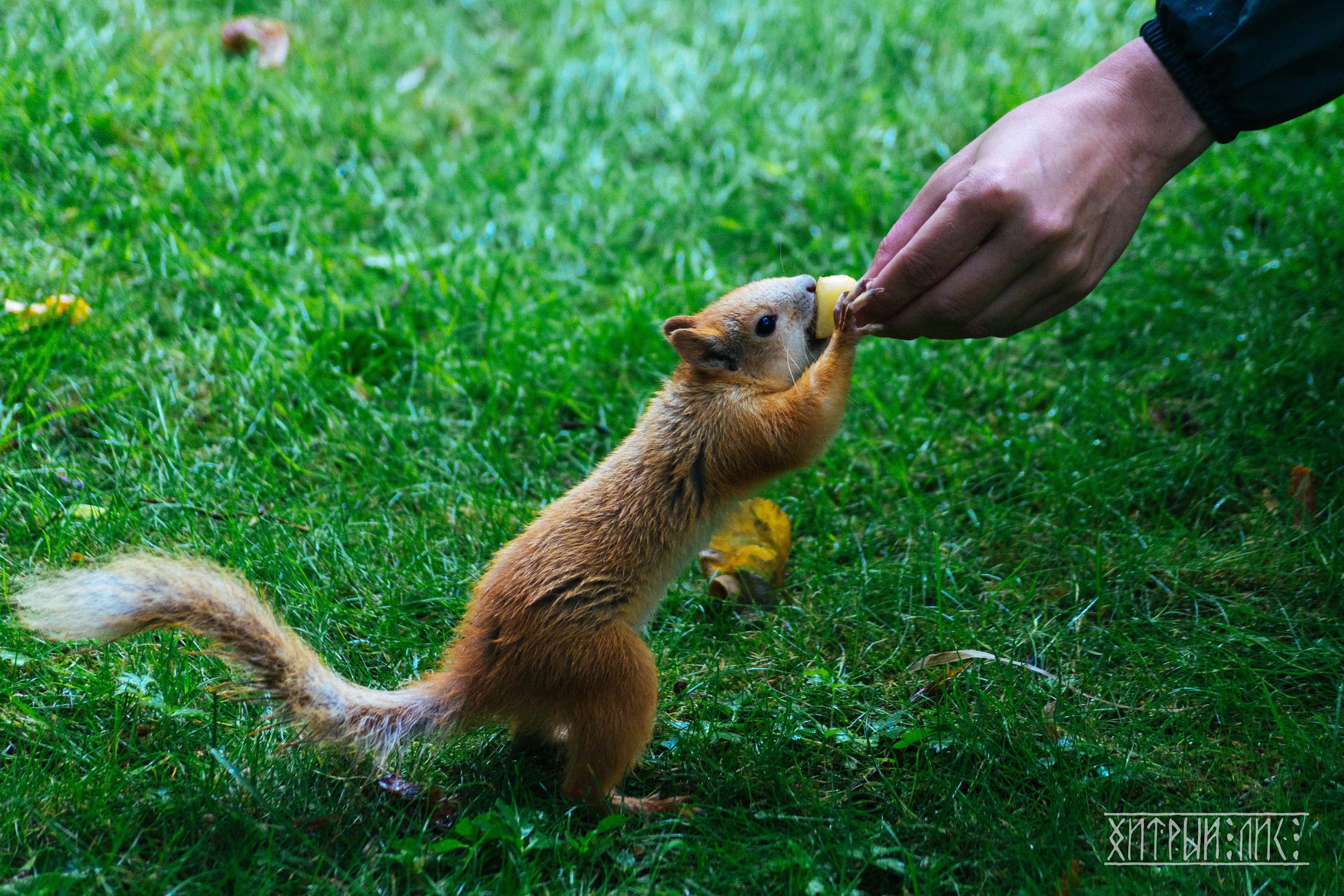 Беларусь. Фотограф-путешественник Самойлов Максим «Sly Fox»
