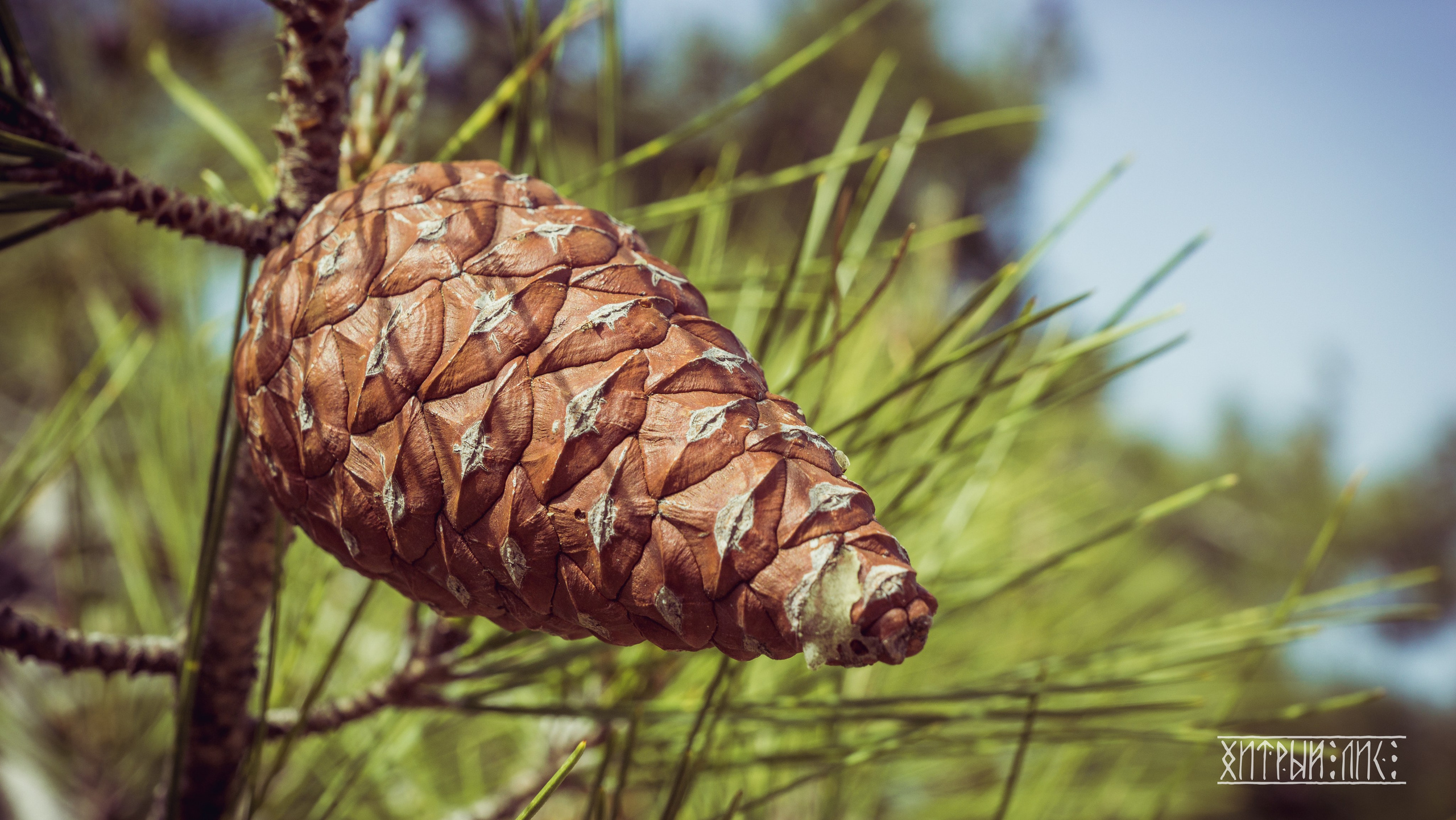 Кипр. Фотограф-путешественник Самойлов Максим «Sly Fox»