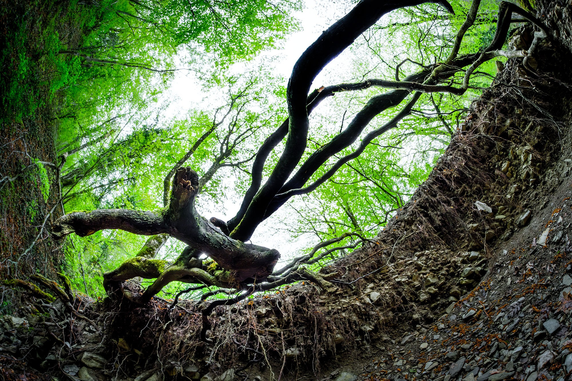 Свадебный фотограф в Геленджике