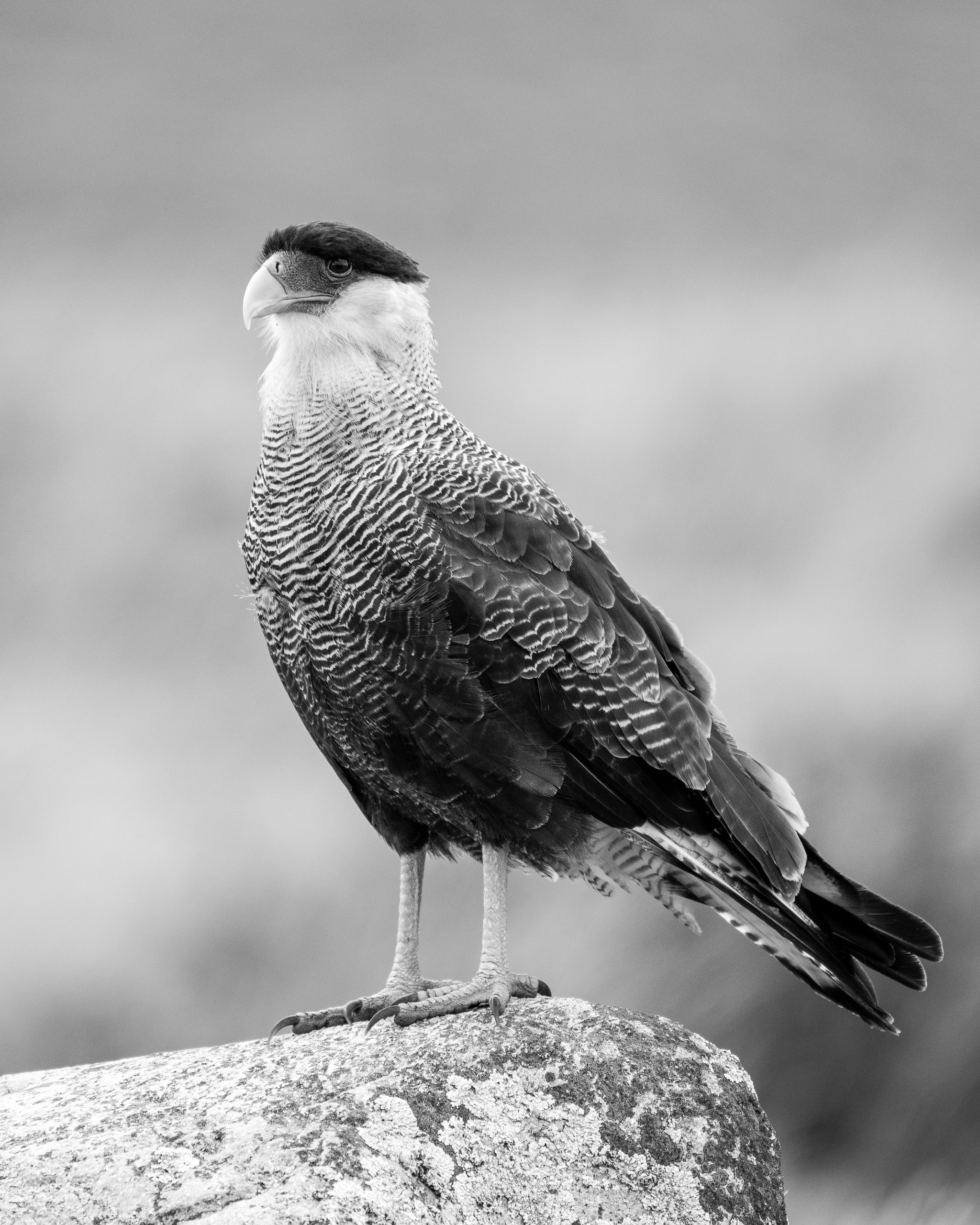 Чёрно-белые птицы. Авторские стильные фотокартины