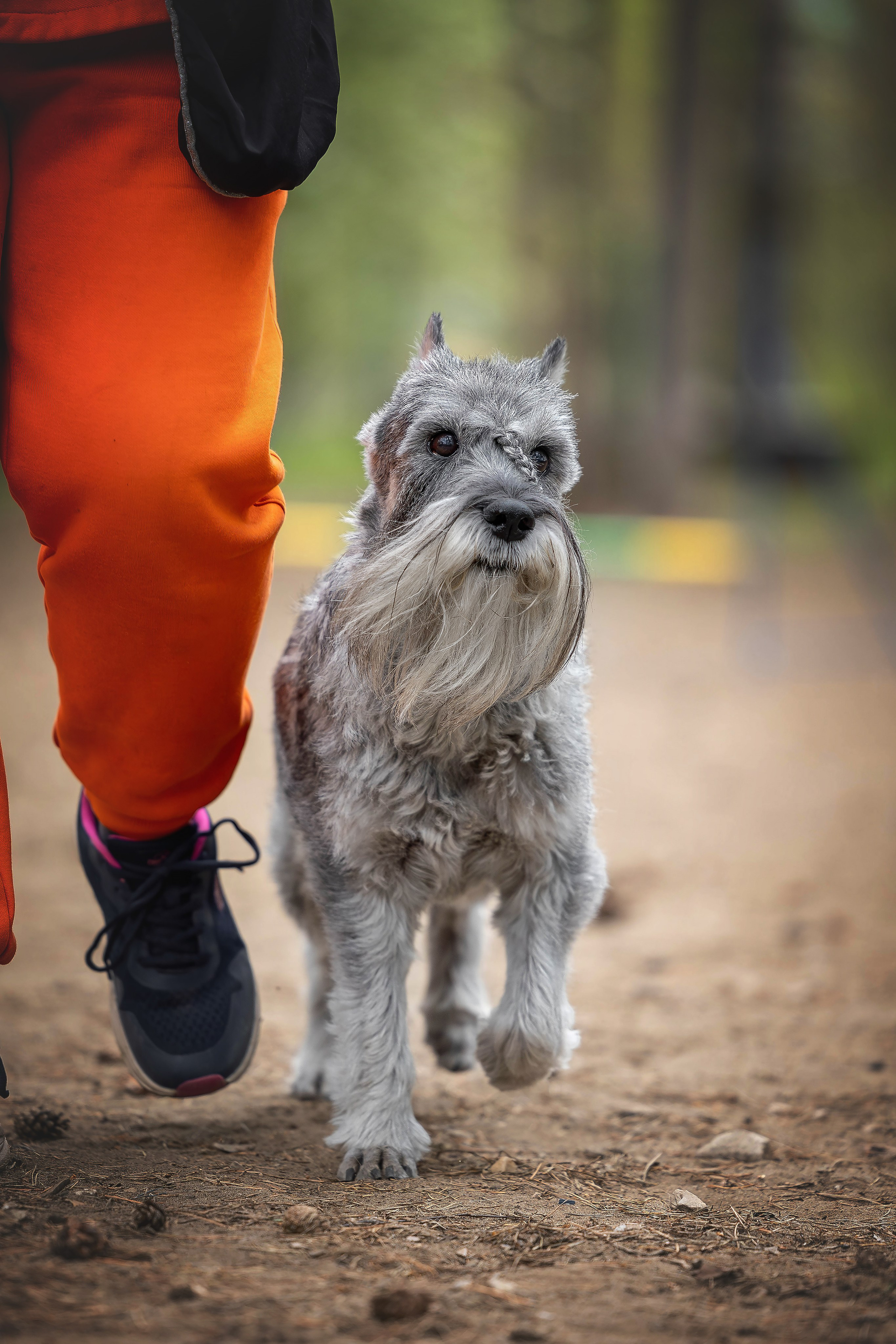 Тренировка аджилити. Фотограф Анималист в Перми Анастасия Остерман