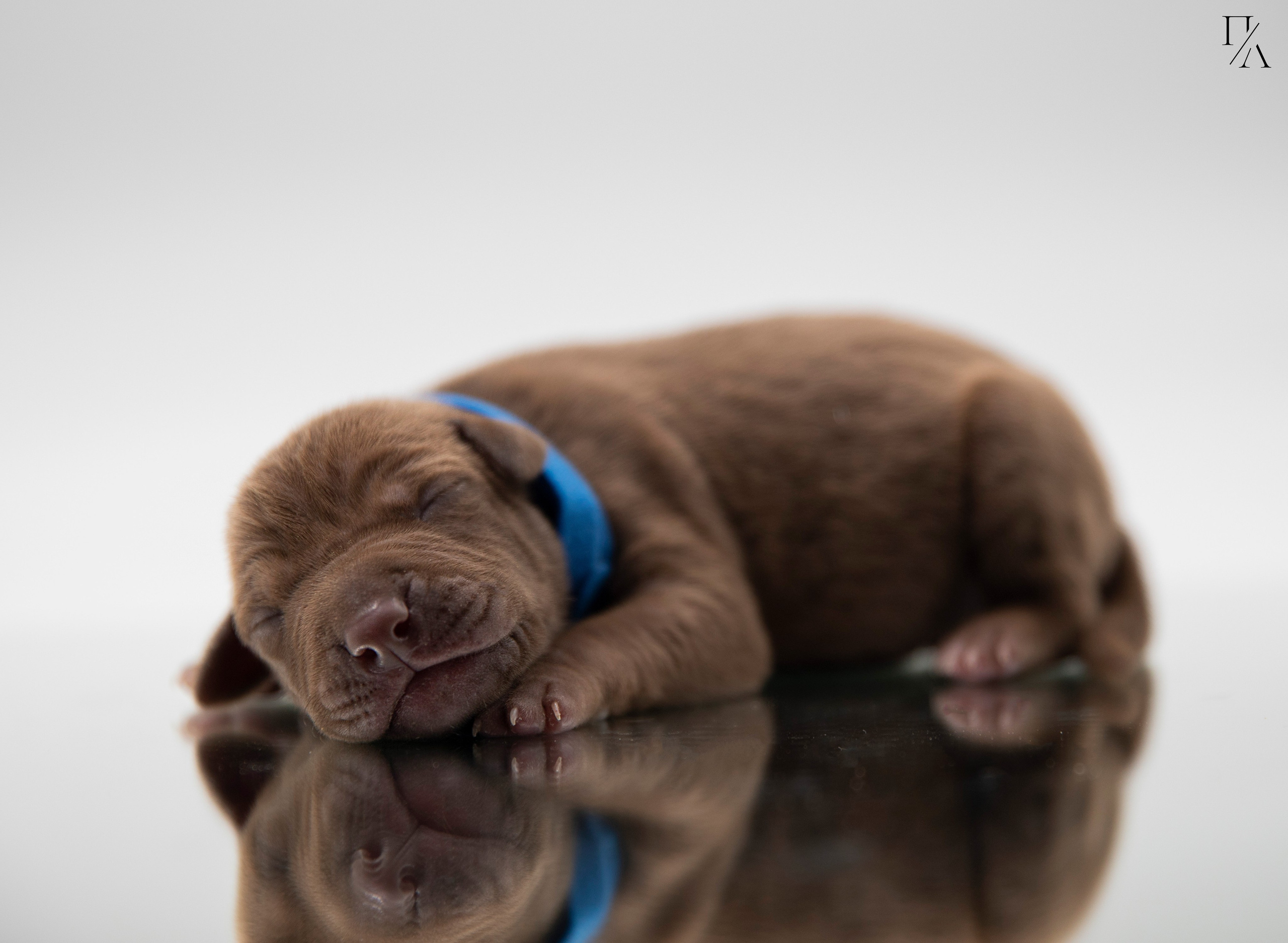 Фотосъёмки щенков. Фотограф-анималист Павлова Любовь