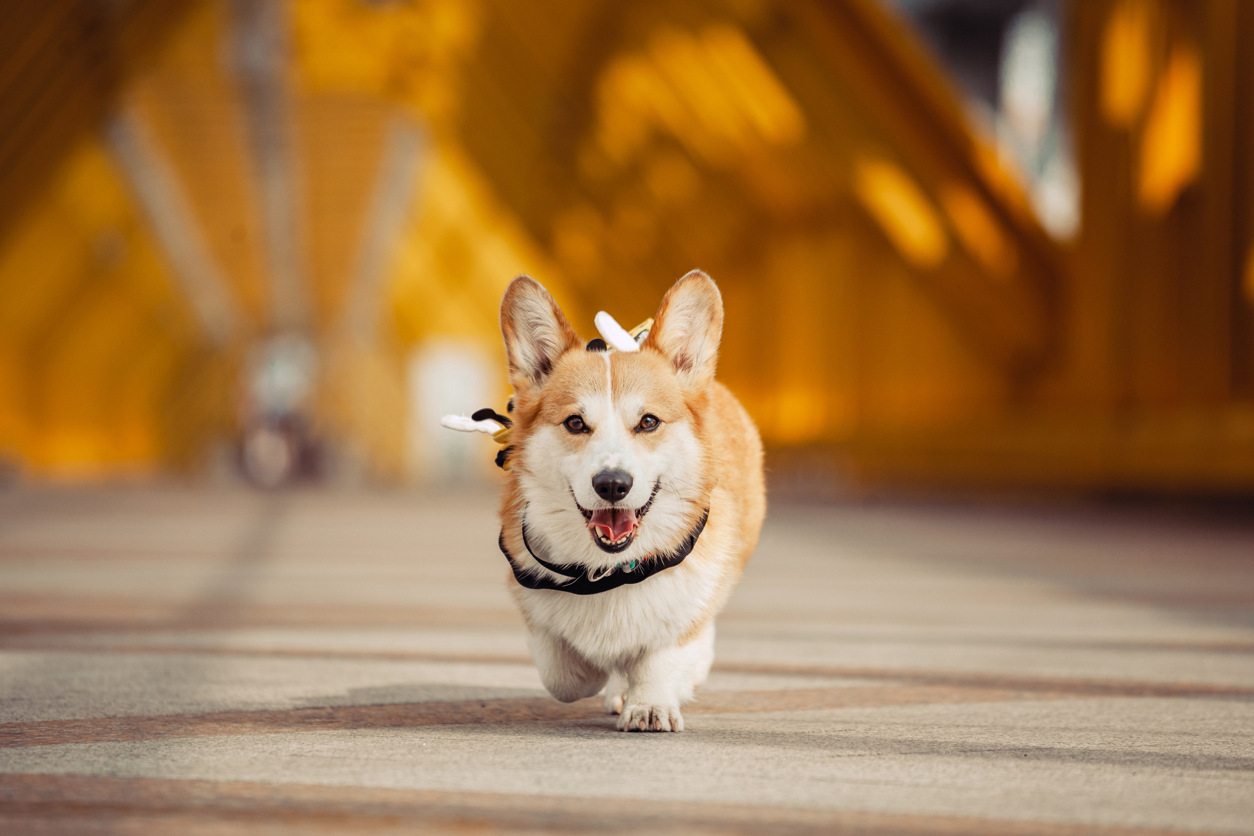 Андреевский мост. Фотограф-анималист Татьяна Степанова