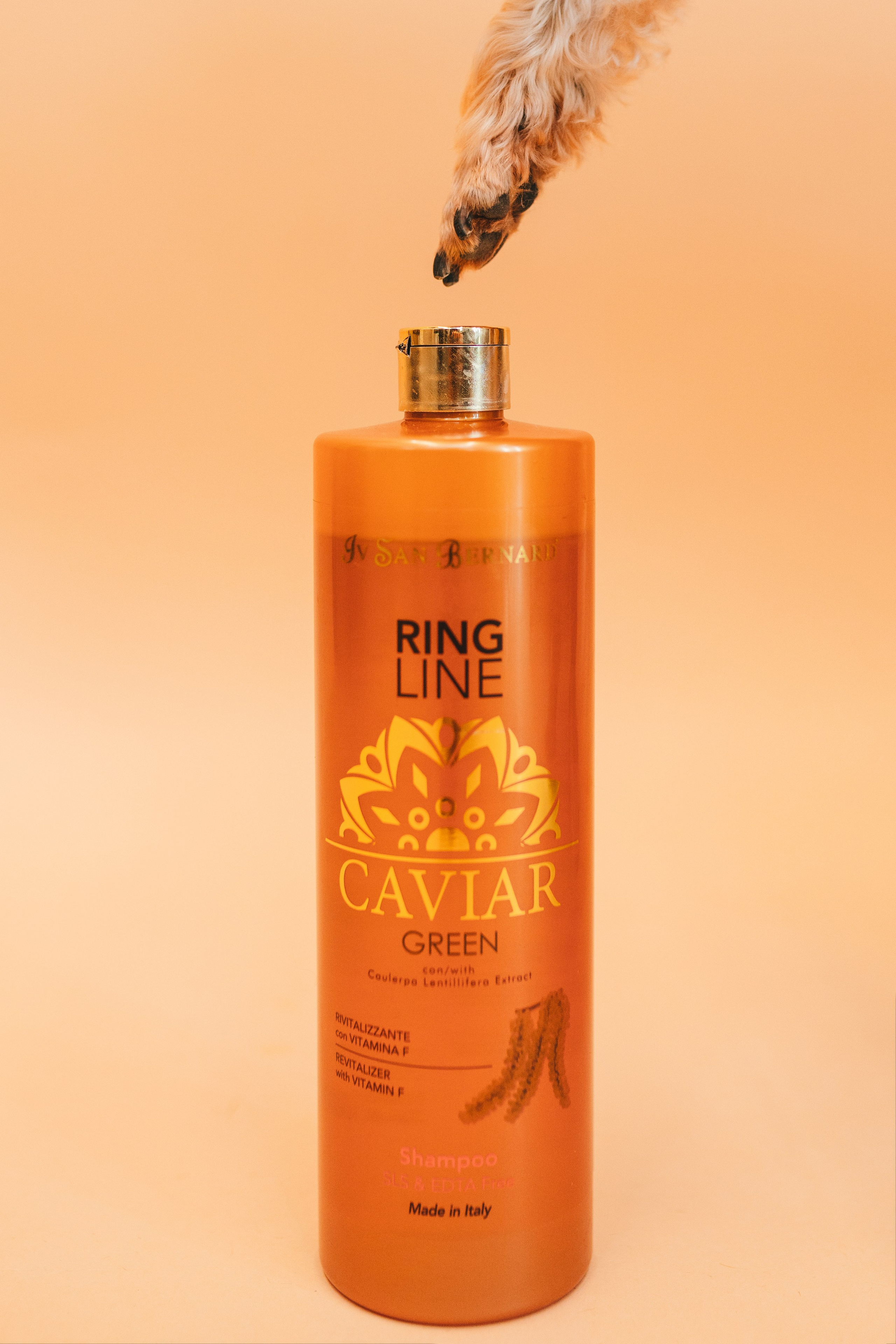 Груминг — салон. Фотограф анималист Осипчикова Мария