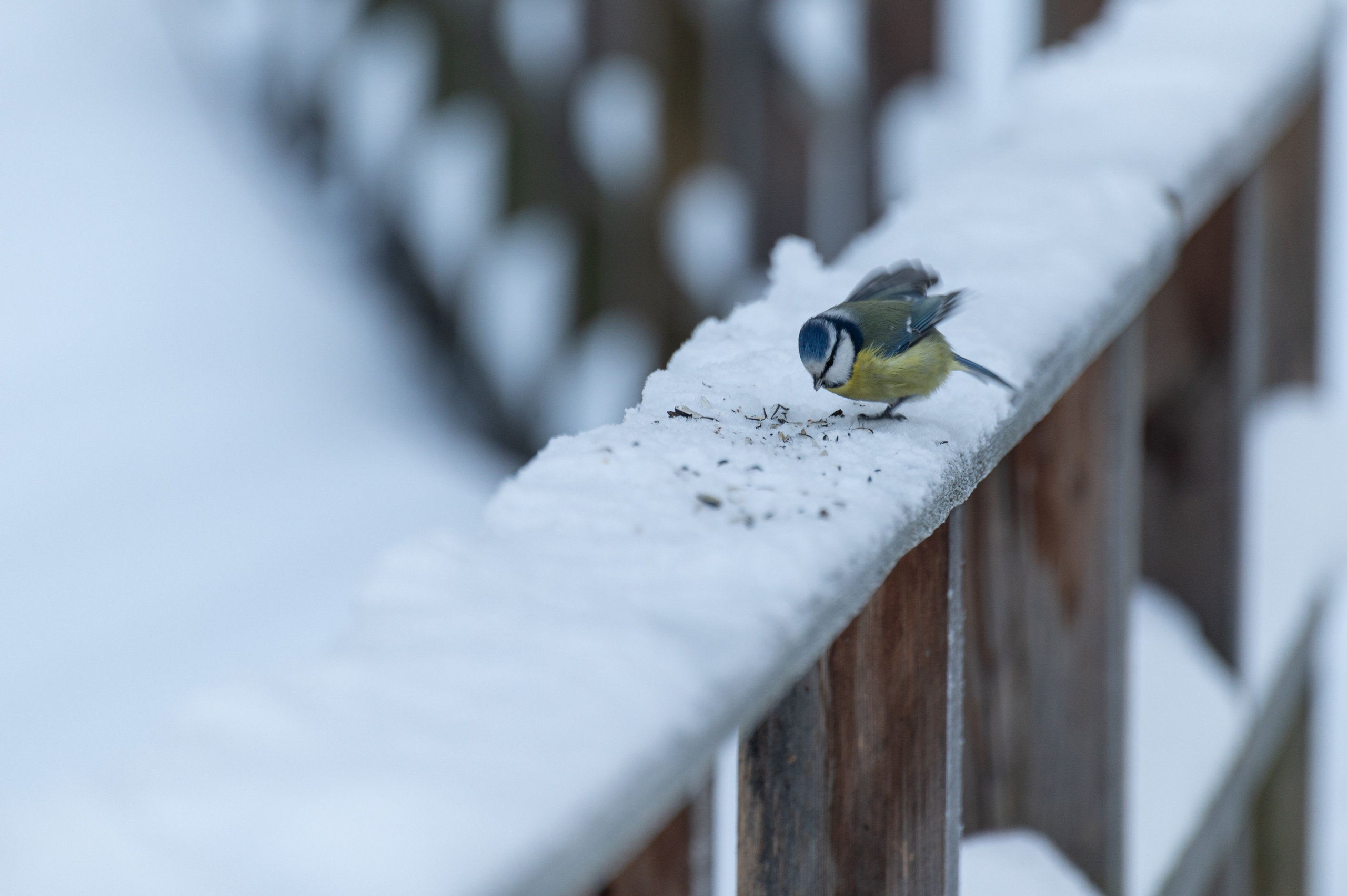 20240120 Воробьёвы горы. Дмитрий Ремизов. Фотография, как хобби