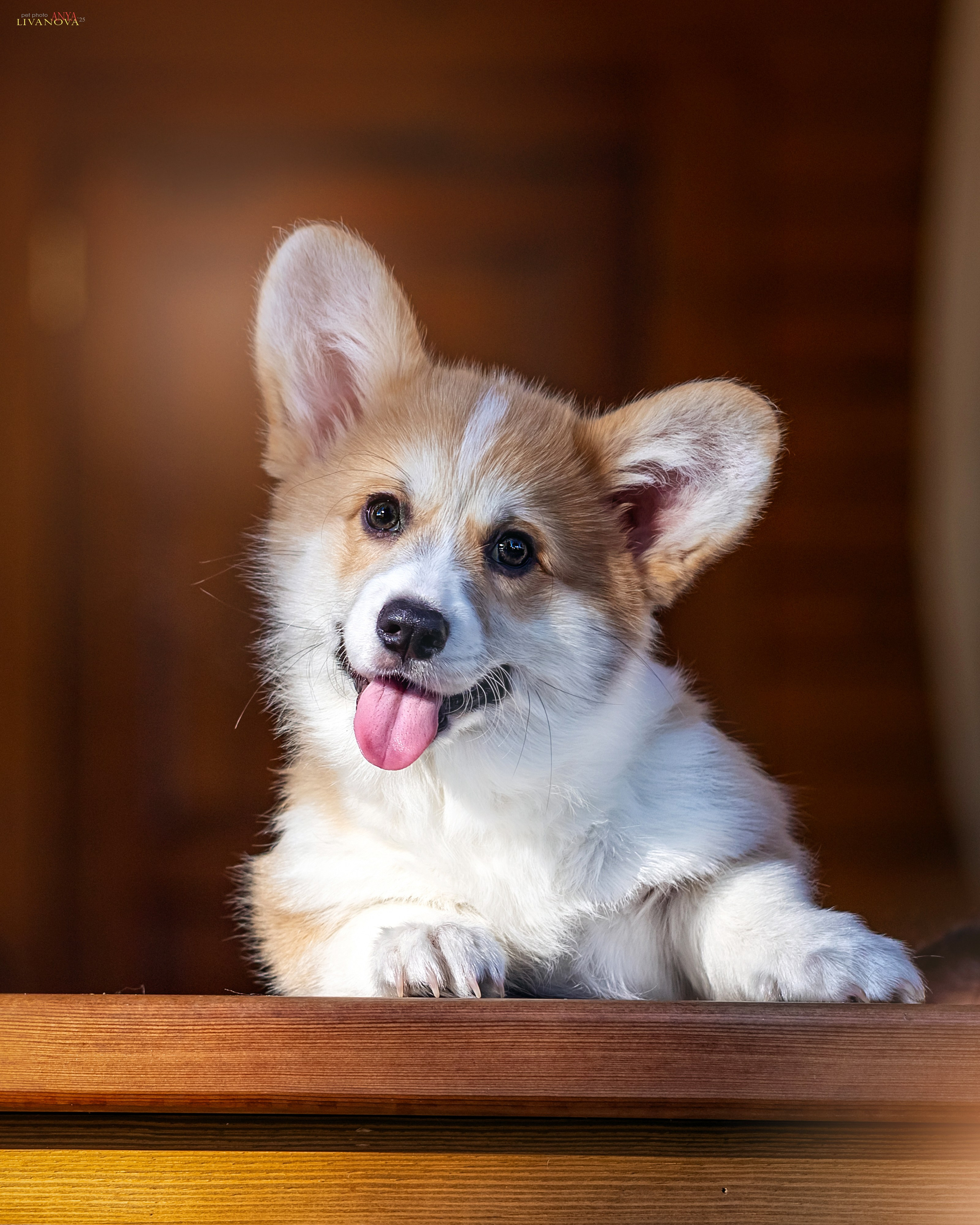 Коржики. Фотограф анималист Аня Ливанова | Рыбинск