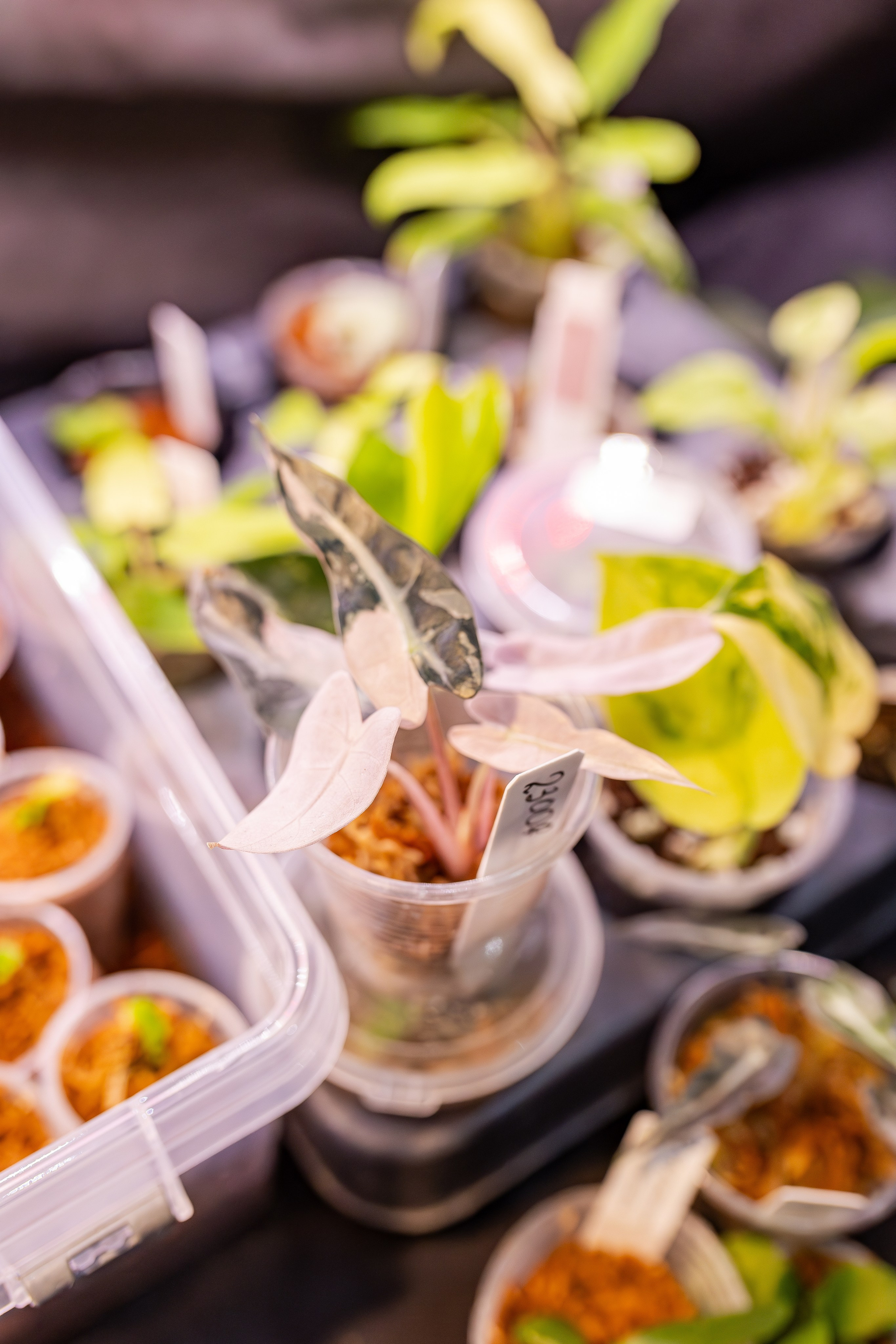 Монстериум апрель 2026. Александра Куликова фотограф, Москва