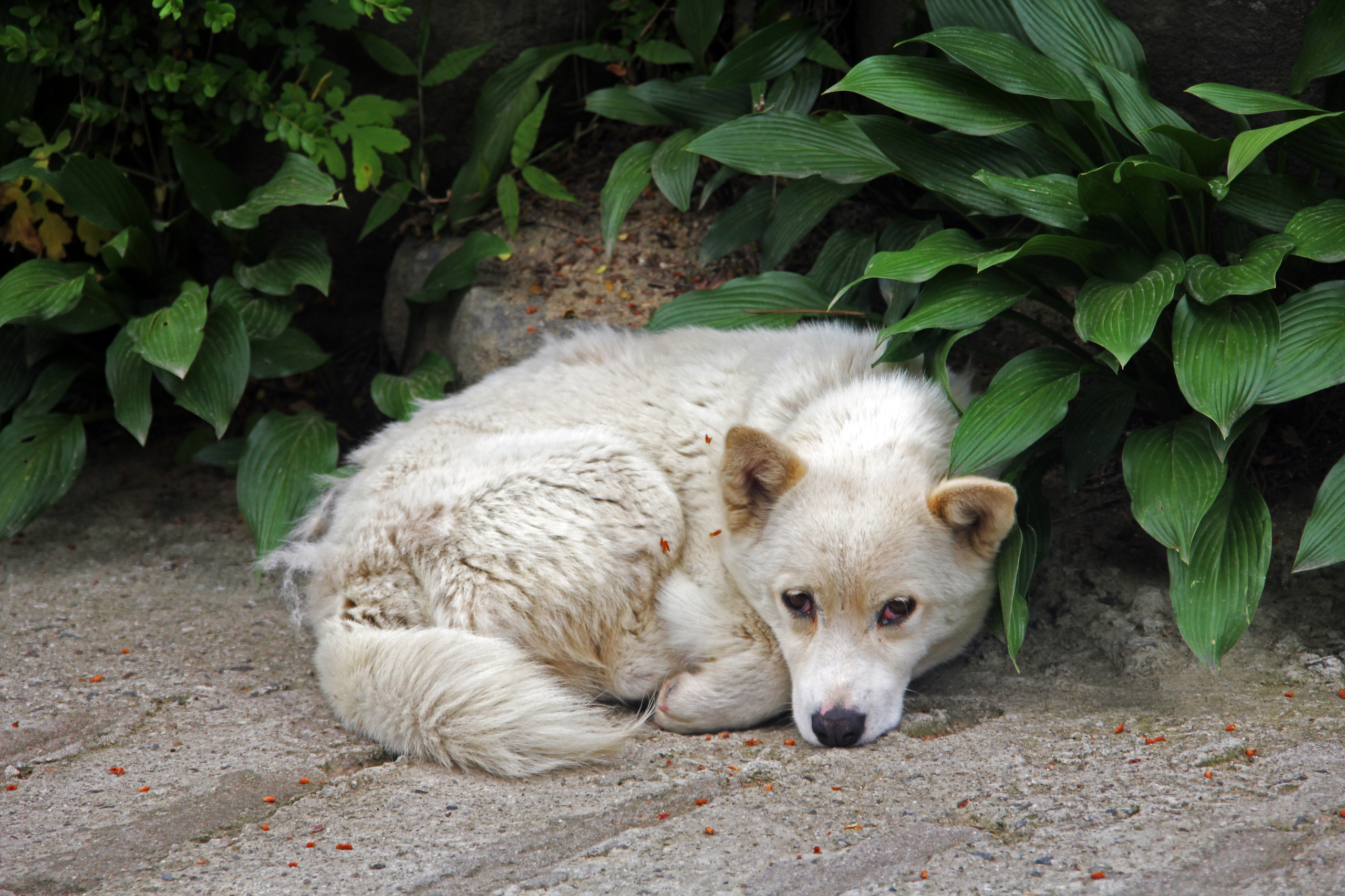 Южная Корея — Сеул. Фотограф Алексей Федорищев