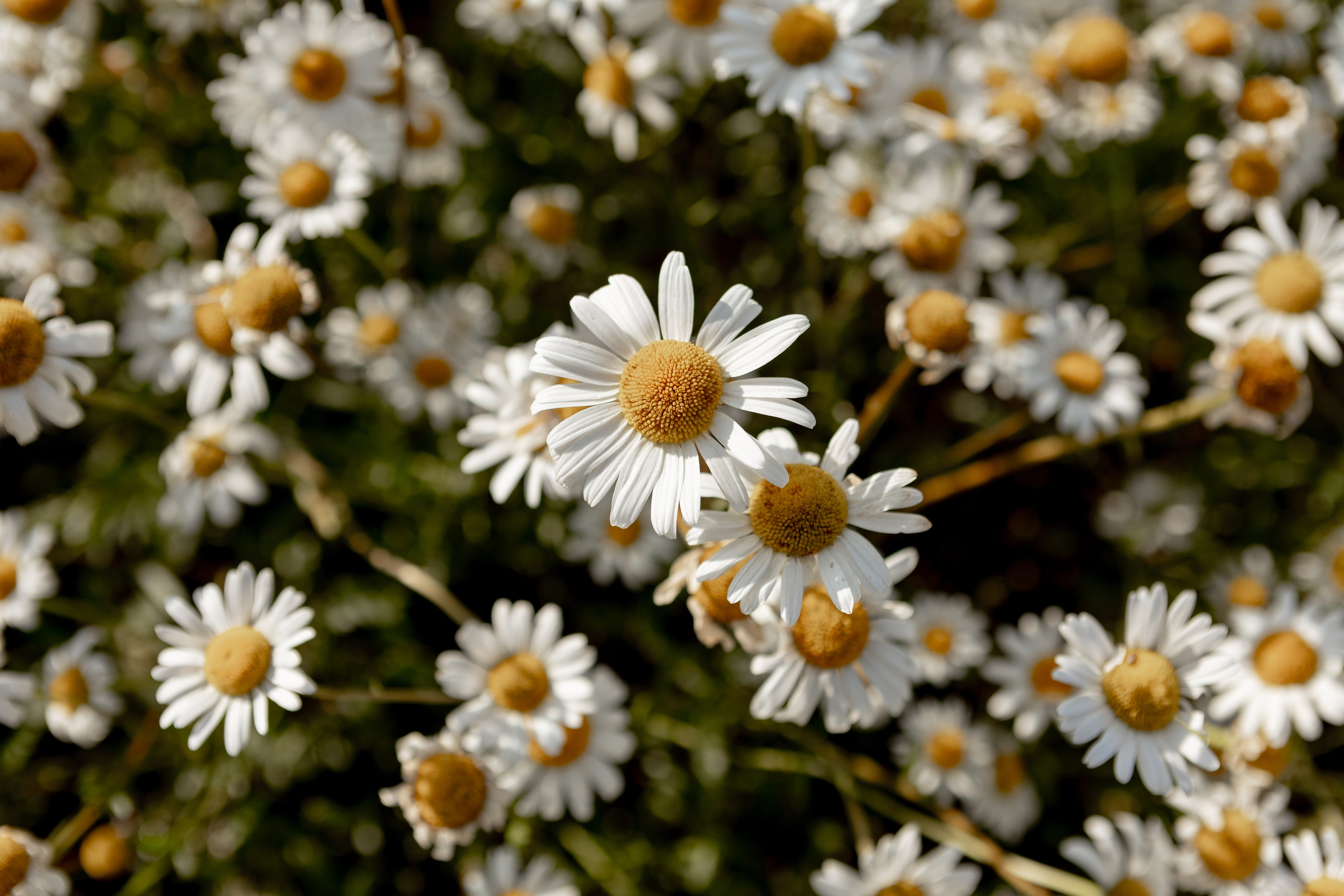 Надежда. Наталья Косьянова. Ваш фотограф. Москва
