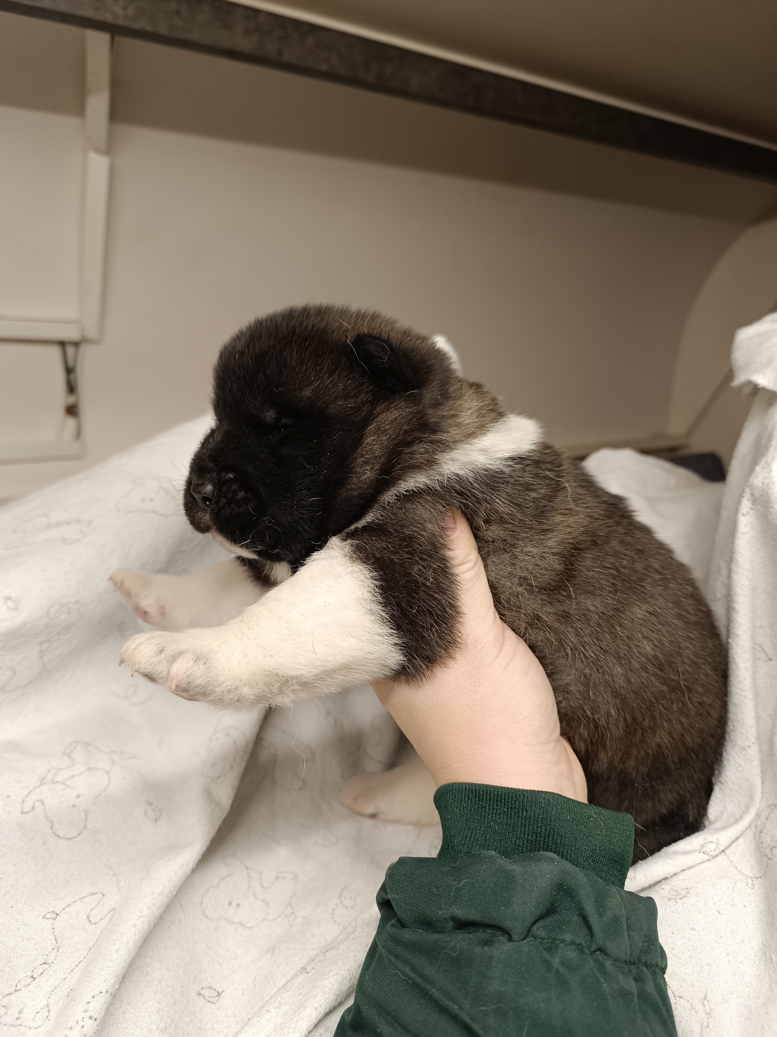 Американская акита  щенки питомник Санкт-Петербург клубные щенки Американская акита питомник RUBYLIGHT Рубилайт купить щенка американской акиты