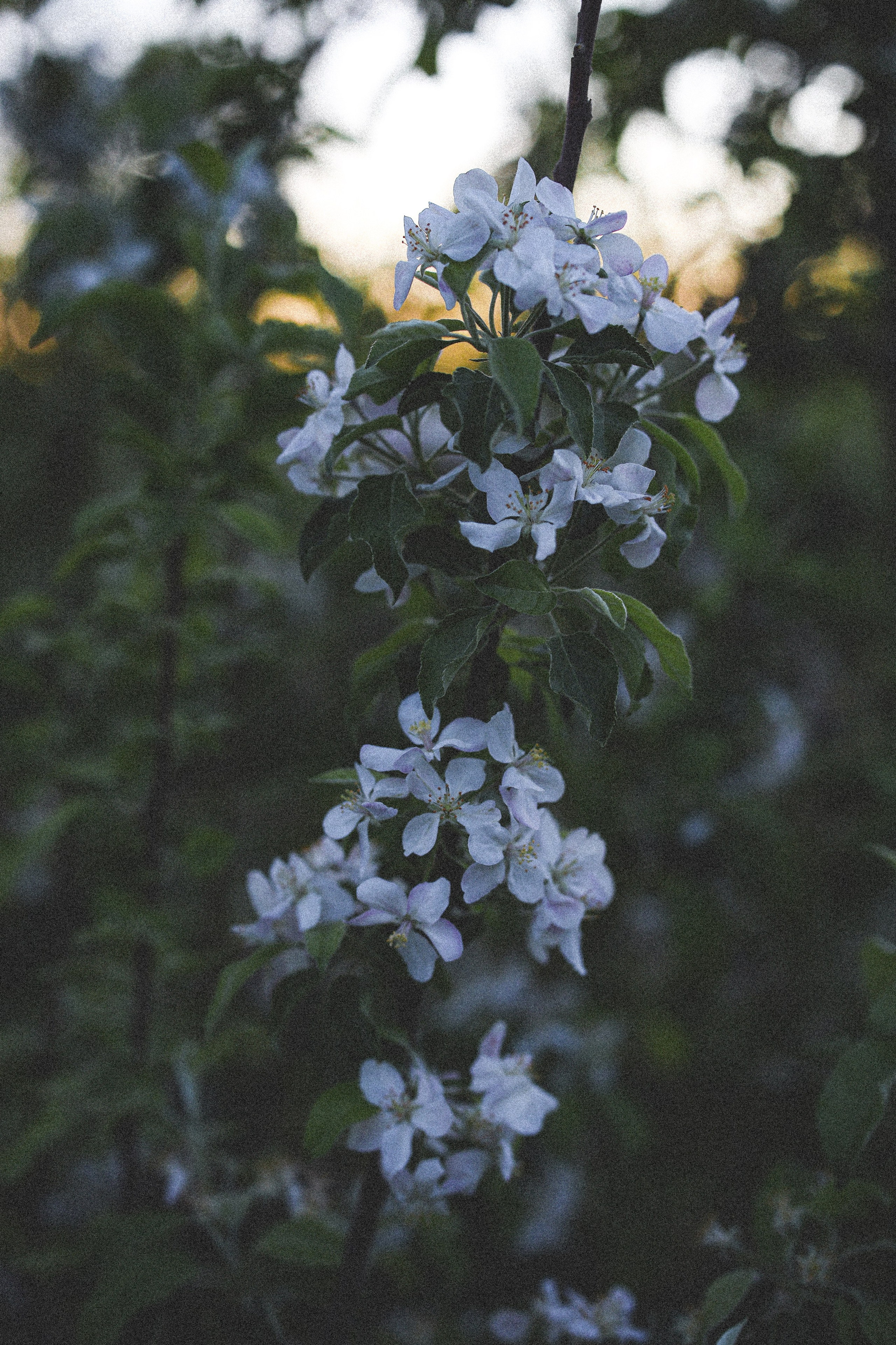 Лия. Яблоневый сад и одуванчики. Свадебный и семейный фотограф в Абхазии Жанна Соснина