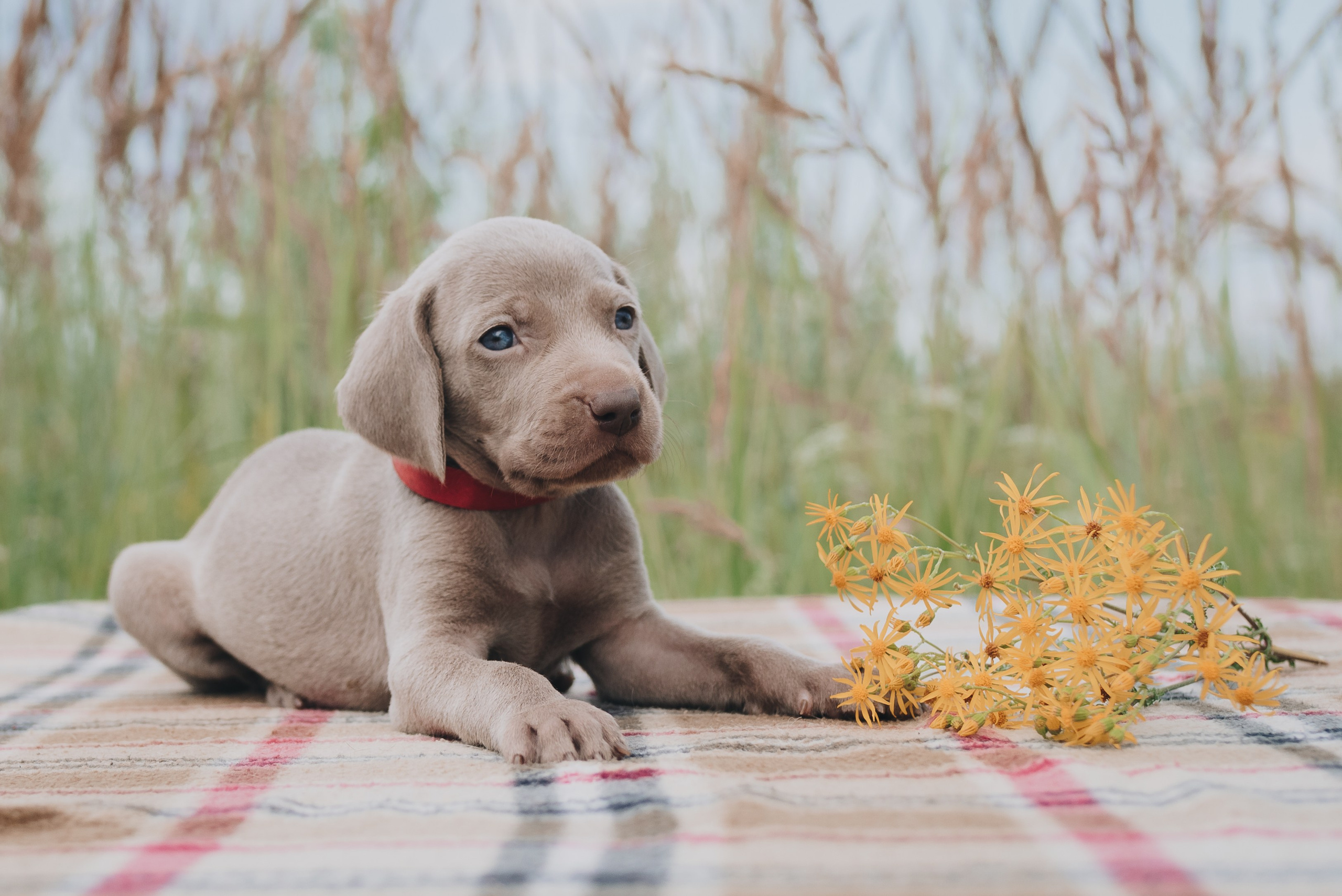 Weimaraner. Natalia Finch Photography — Family, Kids & Pet Photographer in Chicago, IL