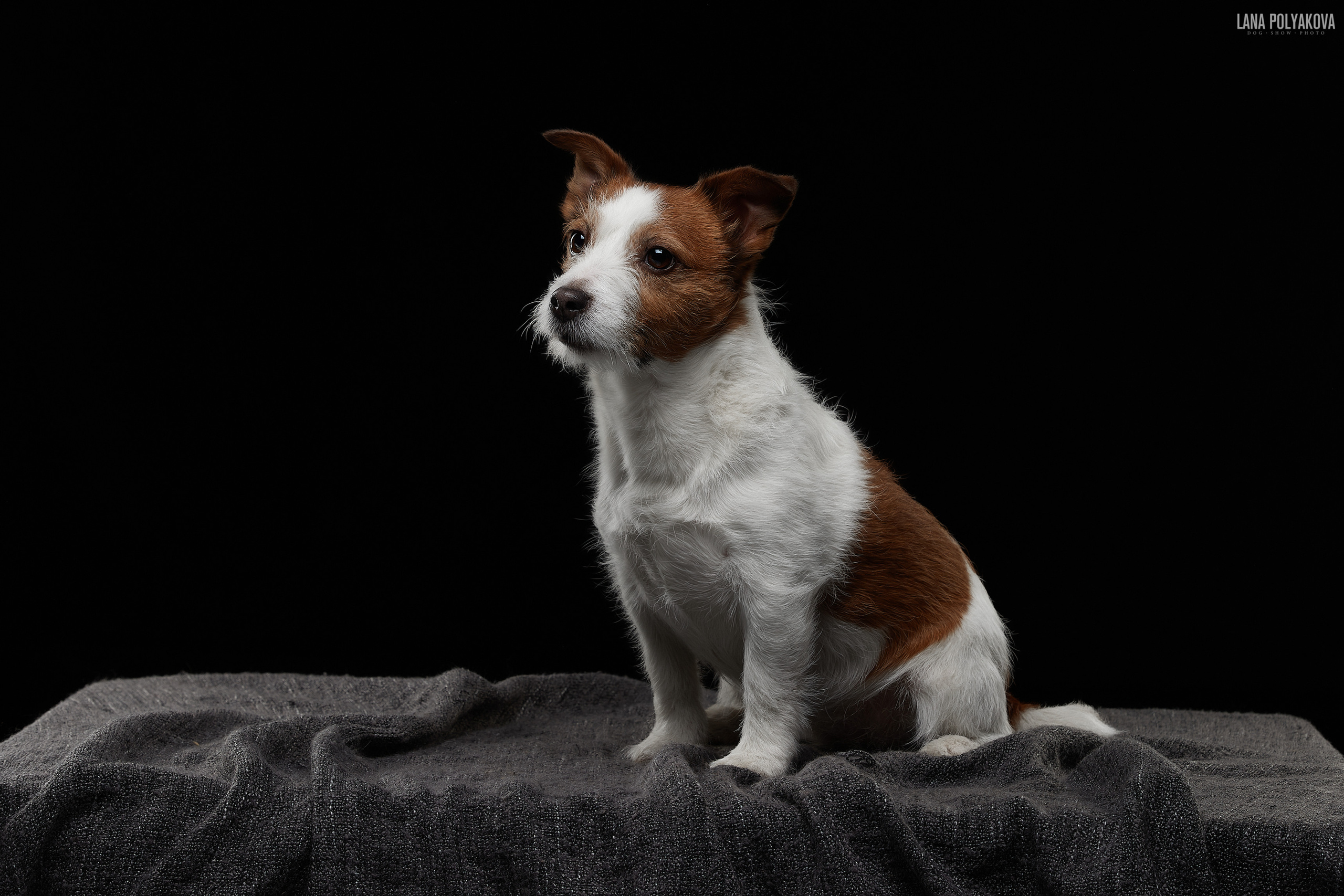 Фотограф Лана Полякова. Студийные кадры