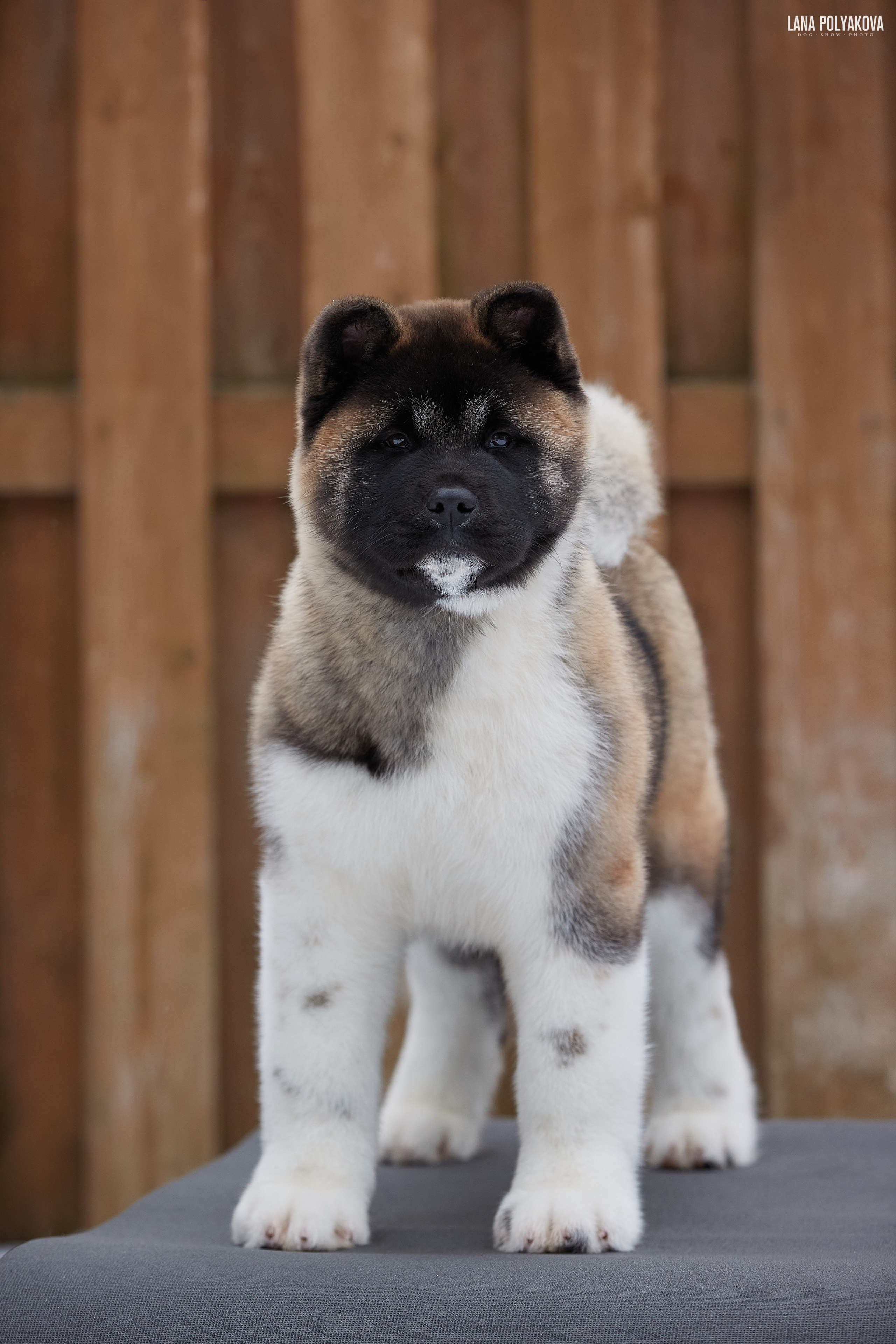 Выходные прошли, наступили будни!. ФОТОГРАФ-АНИМАЛИСТ l LANA POLYAKOVA