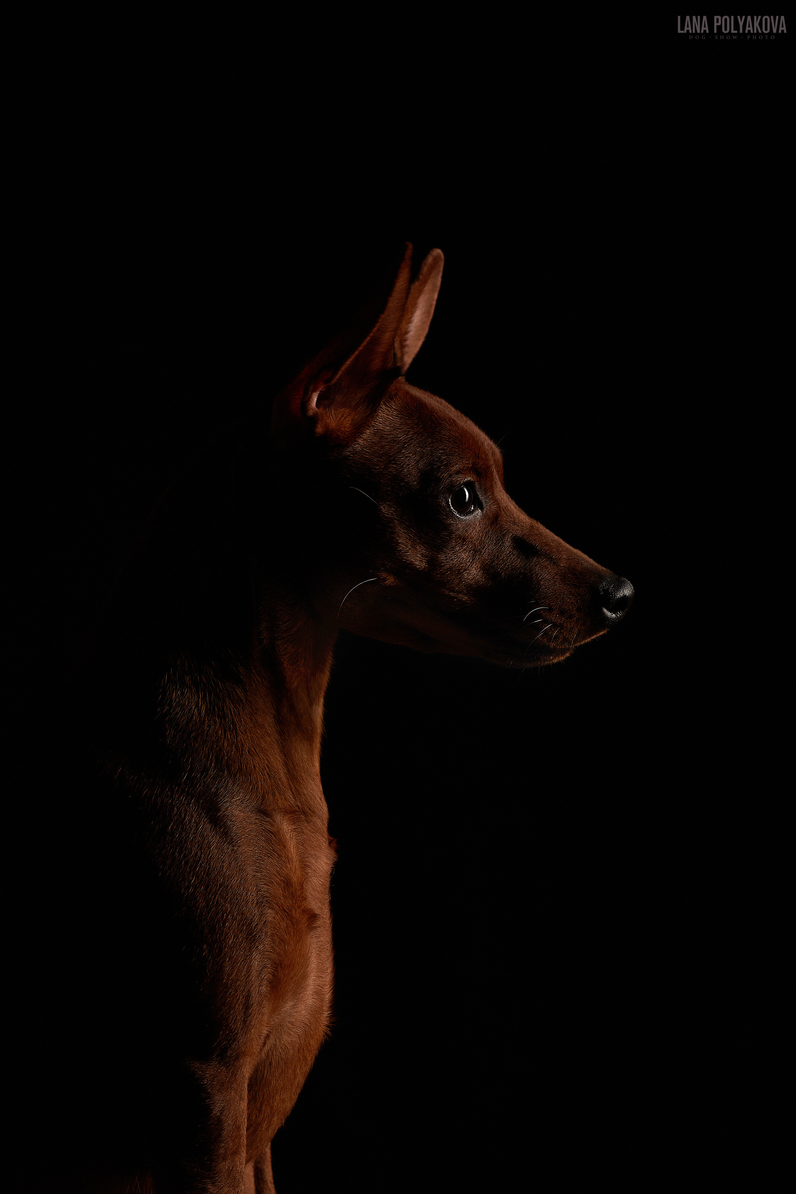 Домашняя фотосессия для цвергпинчеров. ФОТОГРАФ-АНИМАЛИСТ l LANA POLYAKOVA