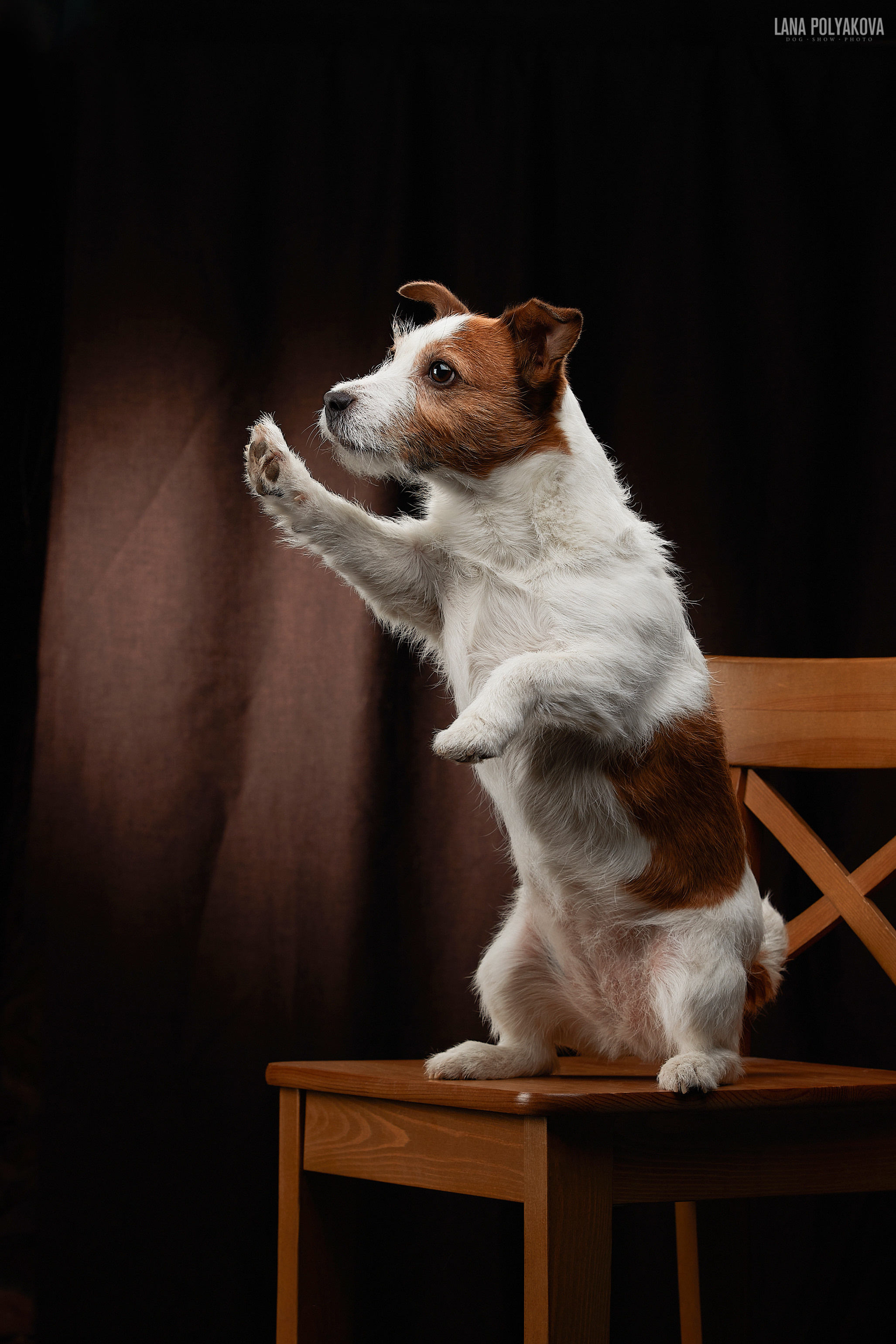 Фотограф Лана Полякова. Студийные кадры