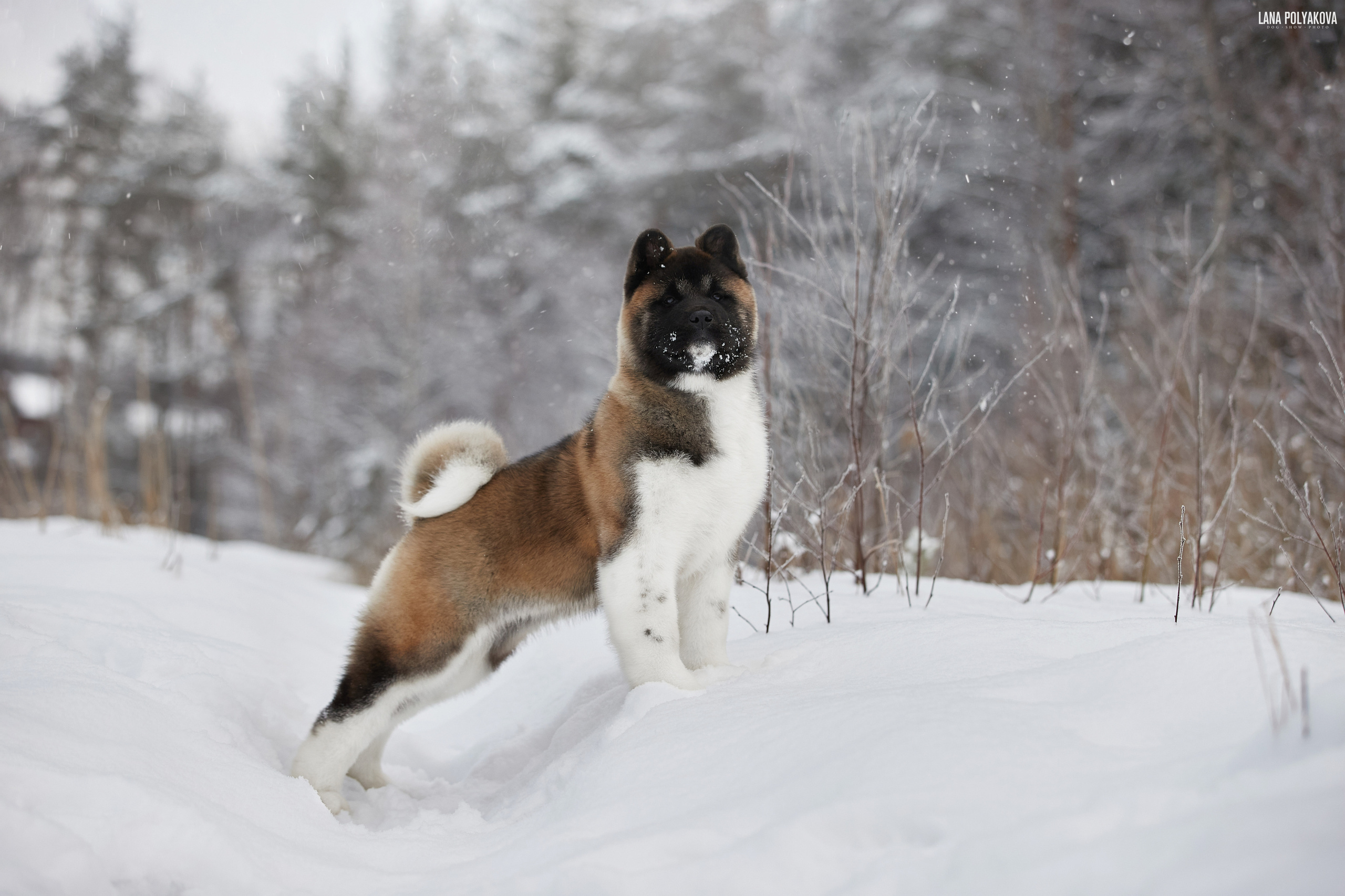 Выходные прошли, наступили будни!. ФОТОГРАФ-АНИМАЛИСТ l LANA POLYAKOVA