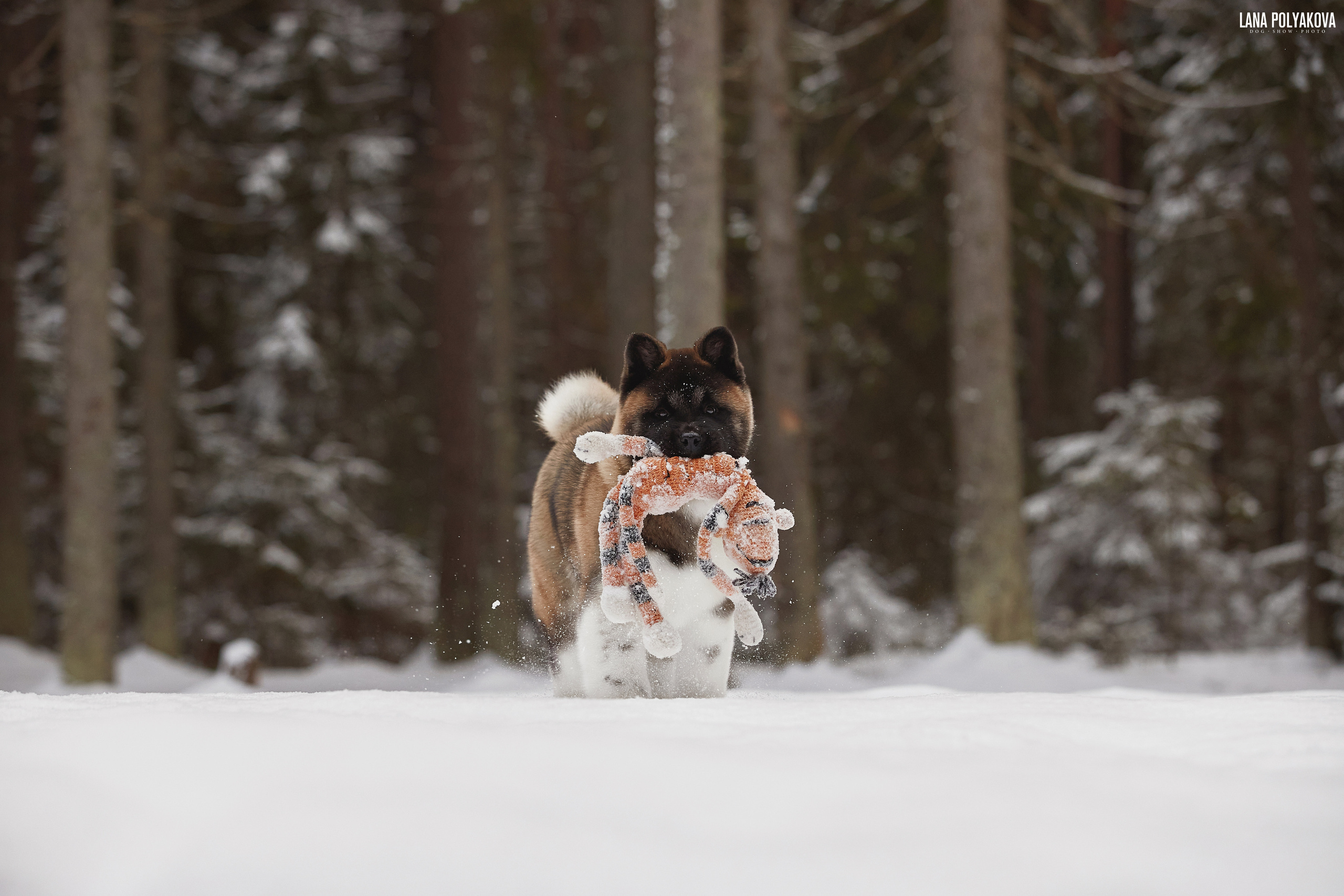 Выходные прошли, наступили будни!. ФОТОГРАФ-АНИМАЛИСТ l LANA POLYAKOVA