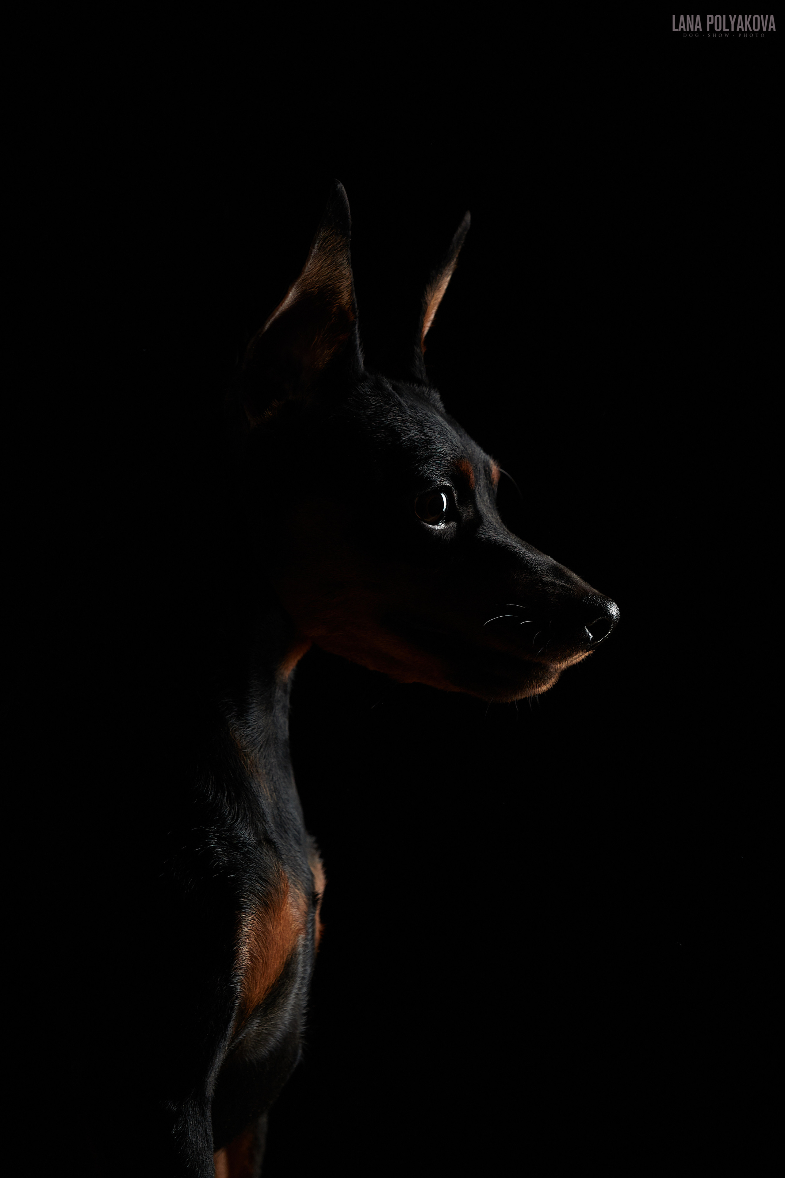 Фотограф Лана Полякова. Студийные кадры