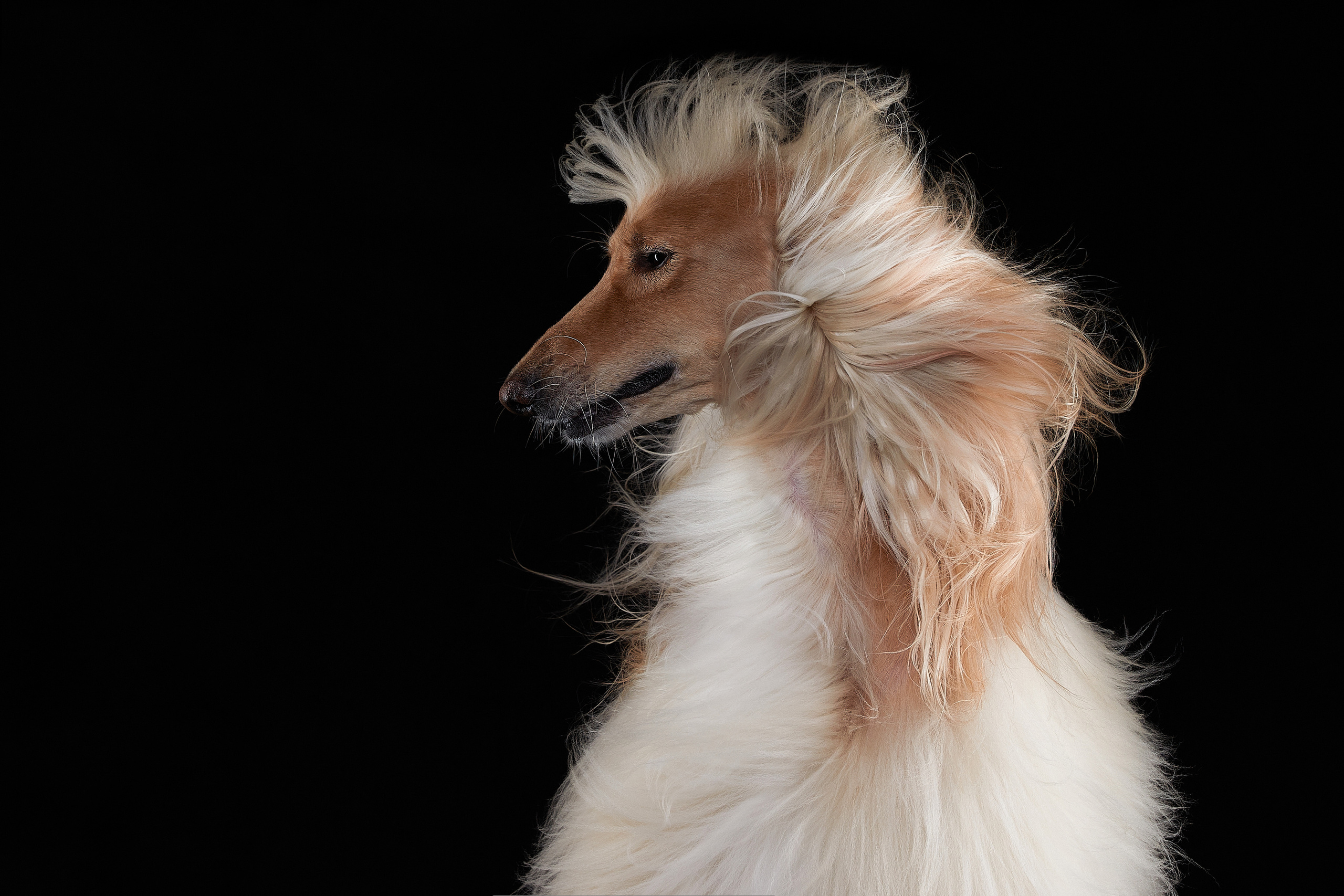 Фотограф Лана Полякова. Студийные кадры