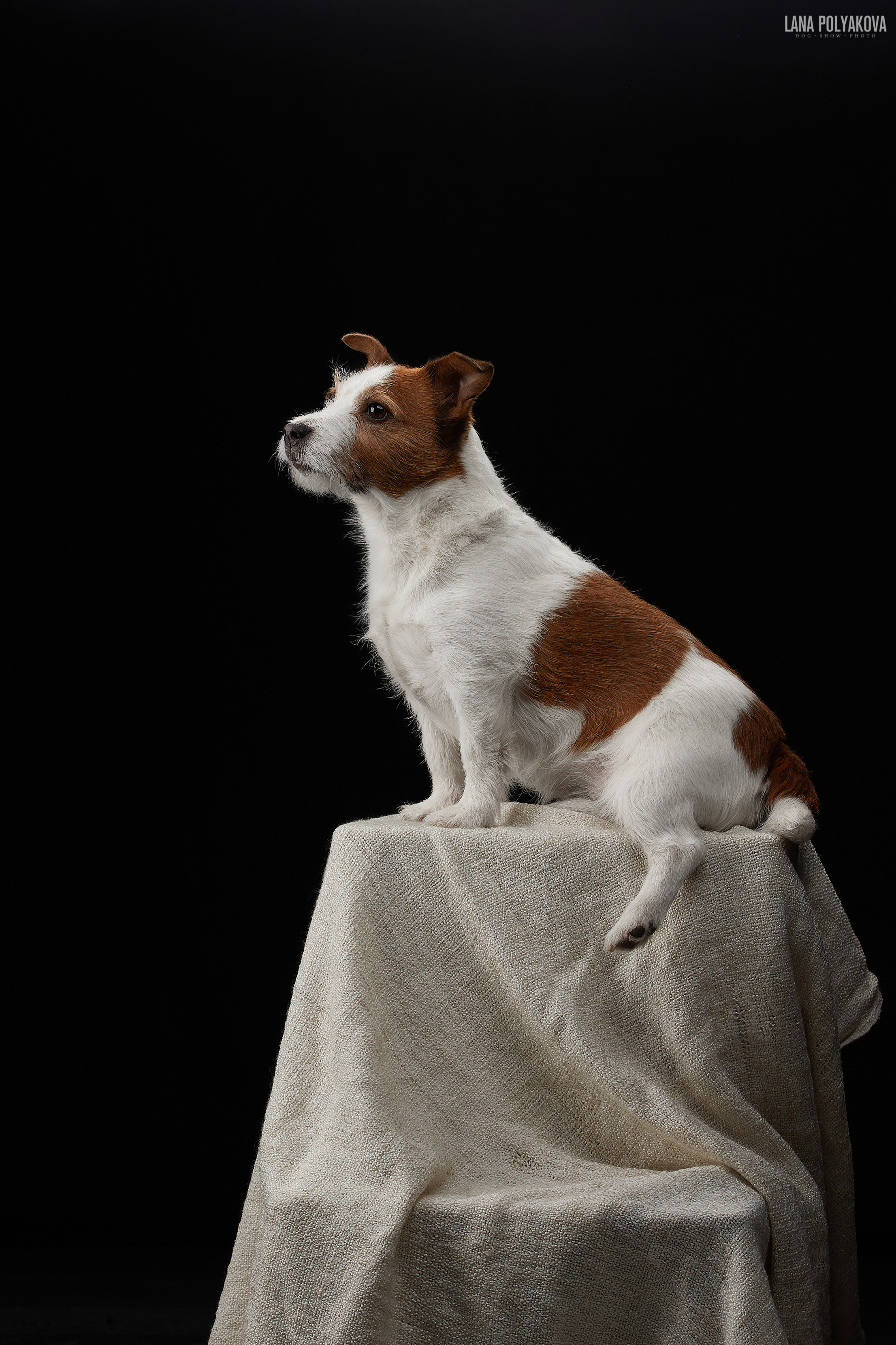 Фотограф Лана Полякова. Студийные кадры