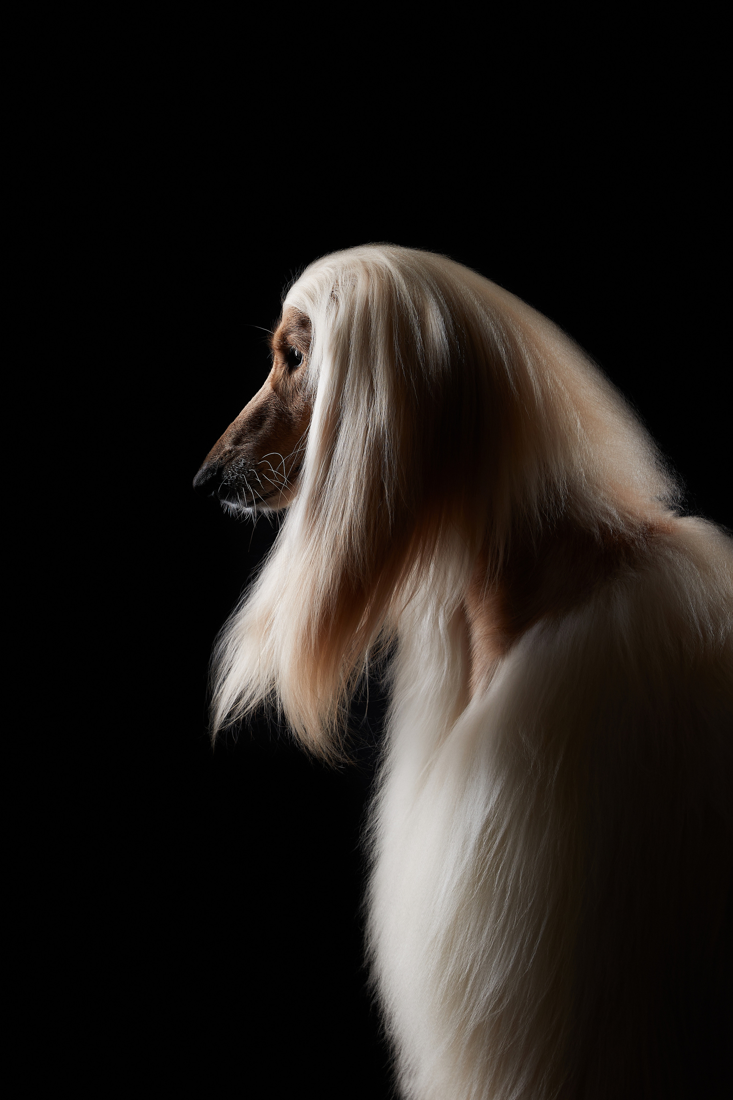 Фотограф Лана Полякова. Студийные кадры