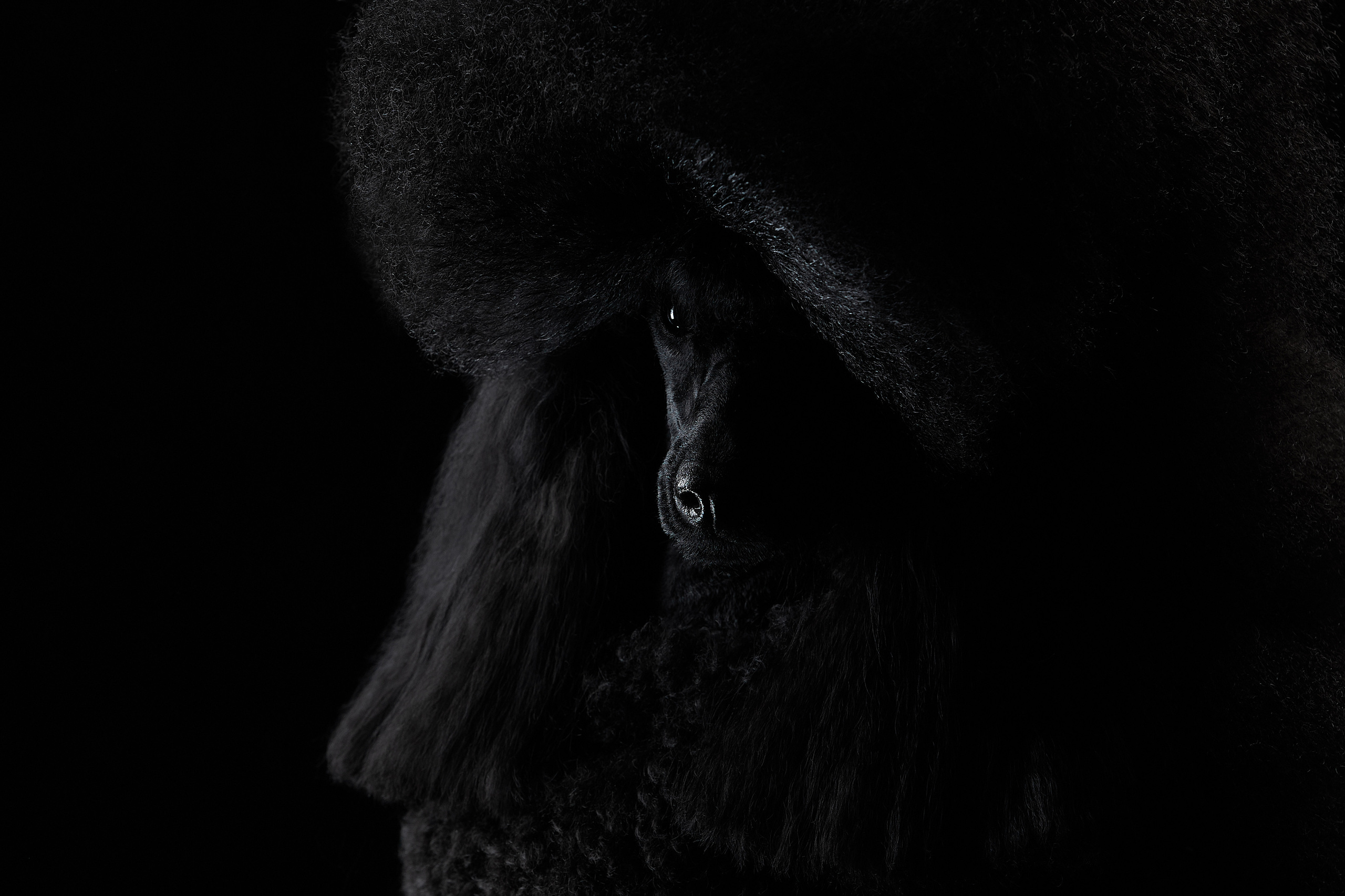 Черное на черном. ФОТОГРАФ-АНИМАЛИСТ l LANA POLYAKOVA