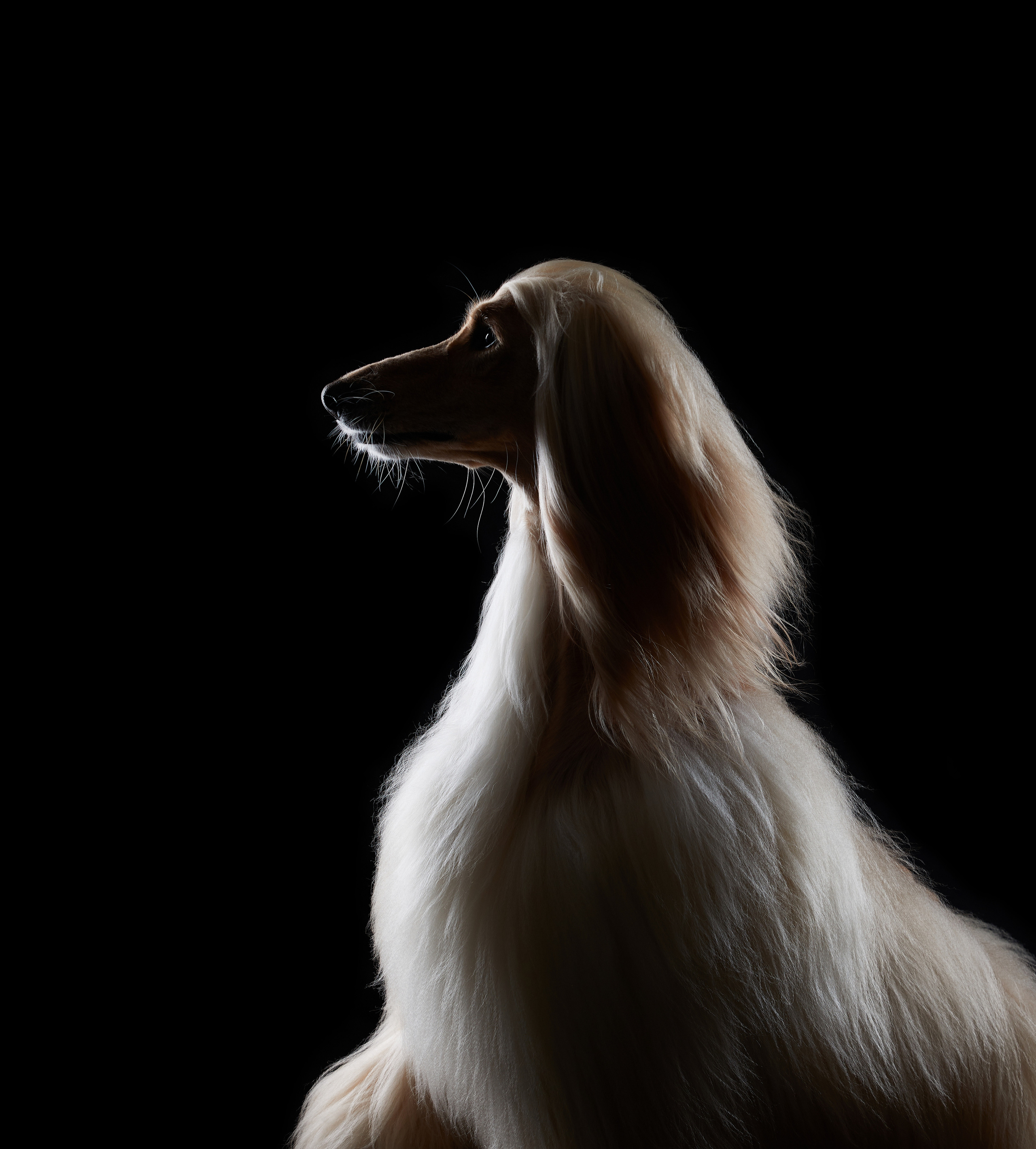 Фотограф Лана Полякова. Студийные кадры