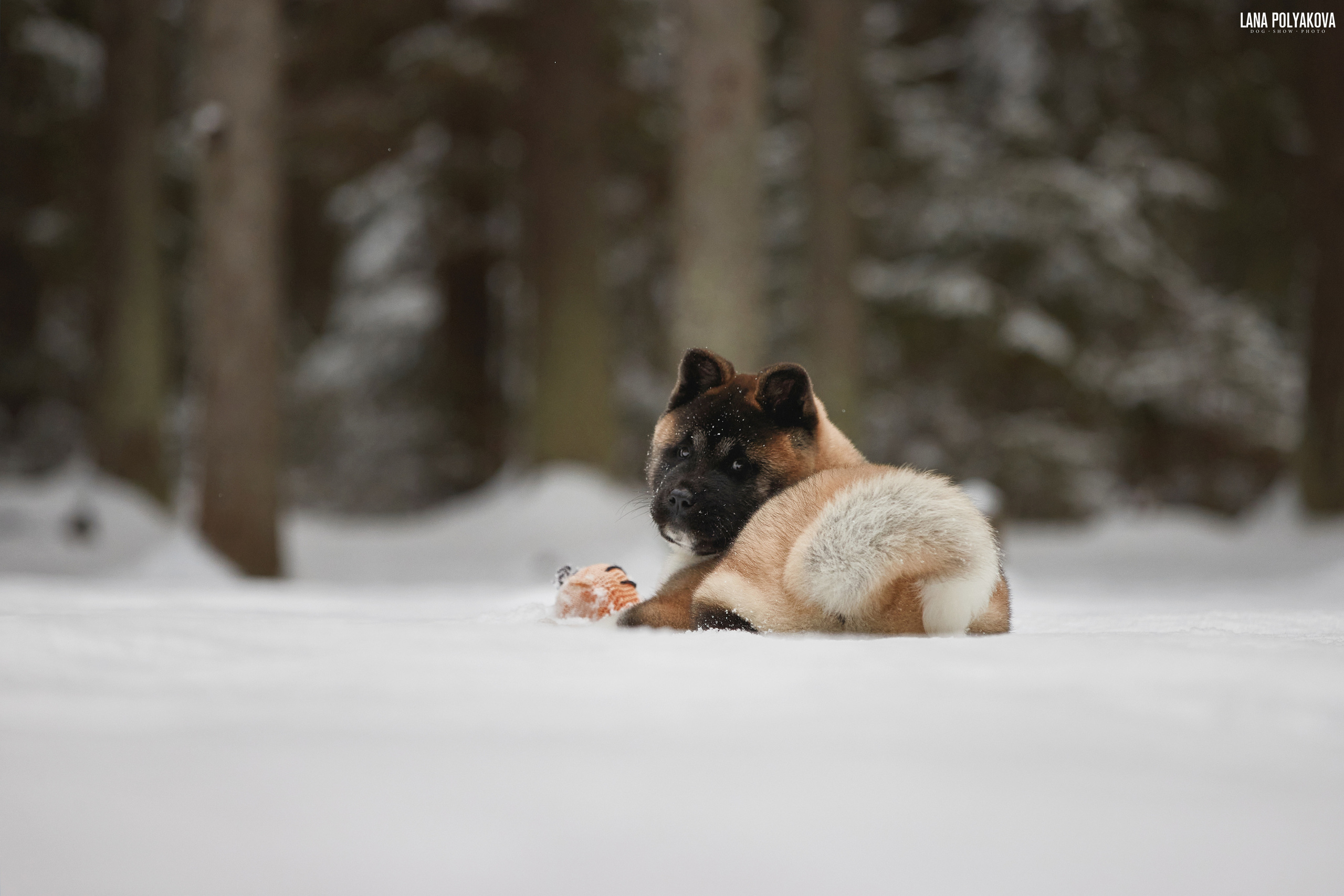 Выходные прошли, наступили будни!. ФОТОГРАФ-АНИМАЛИСТ l LANA POLYAKOVA