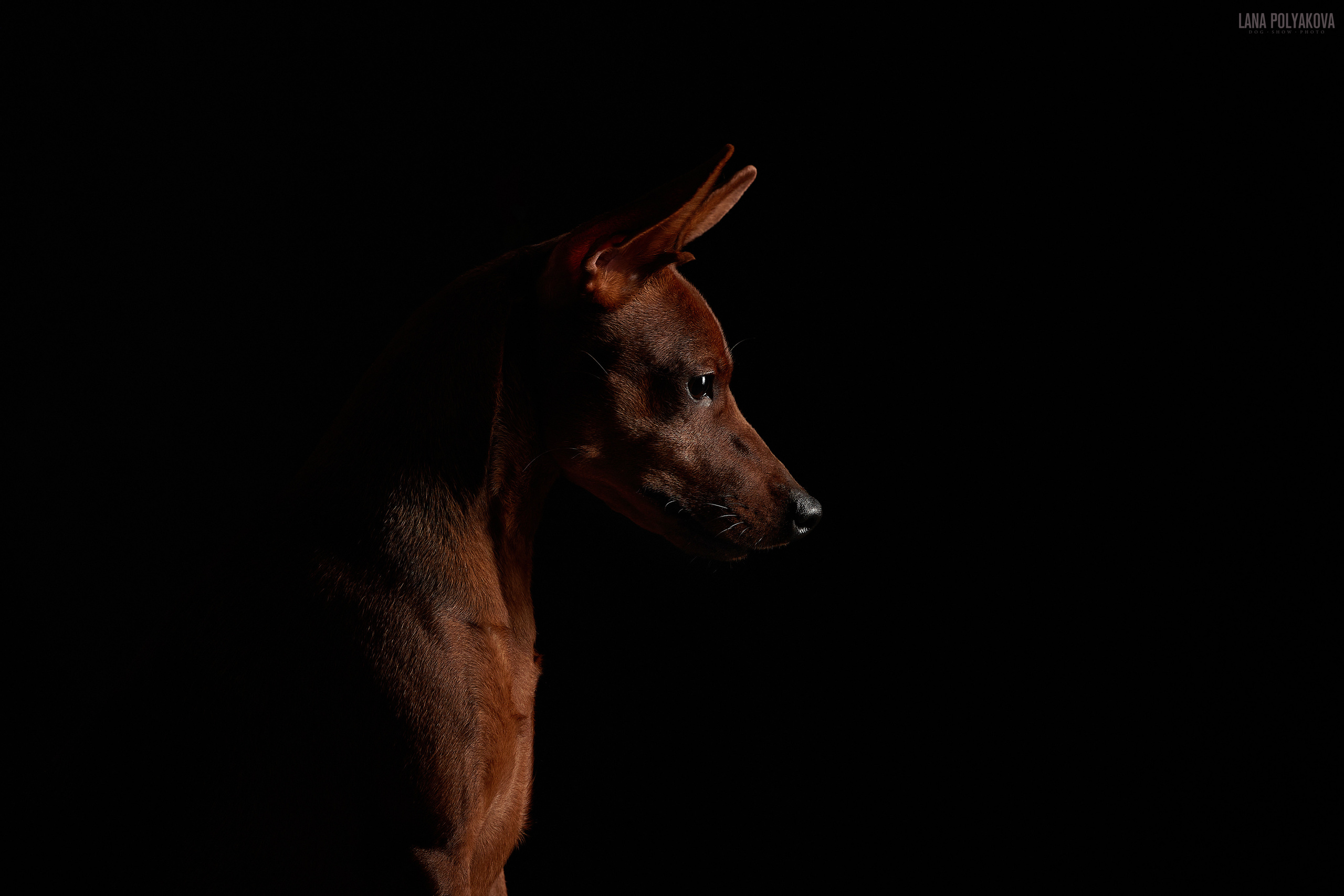 Домашняя фотосессия для цвергпинчеров. ФОТОГРАФ-АНИМАЛИСТ l LANA POLYAKOVA