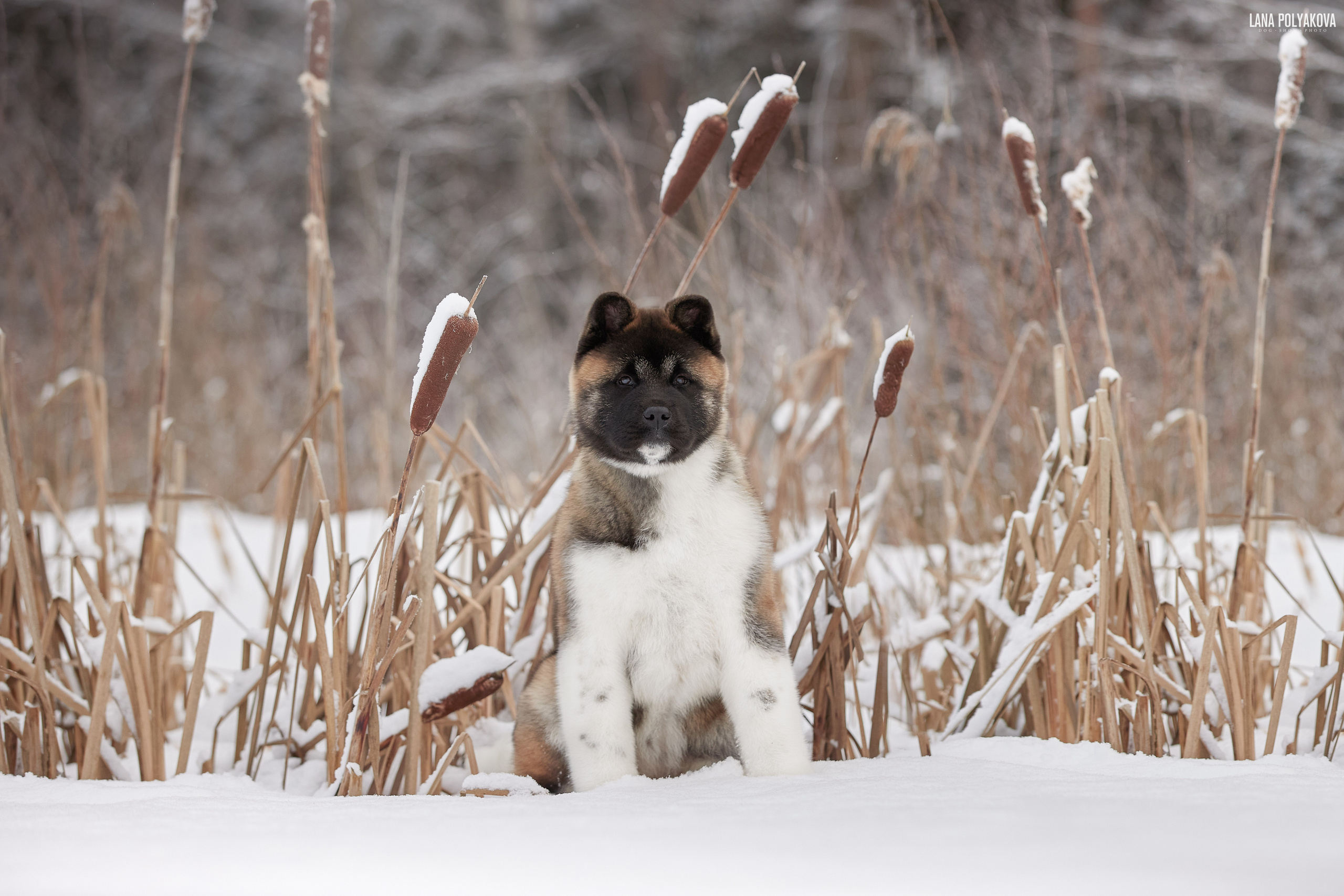 Выходные прошли, наступили будни!. ФОТОГРАФ-АНИМАЛИСТ l LANA POLYAKOVA