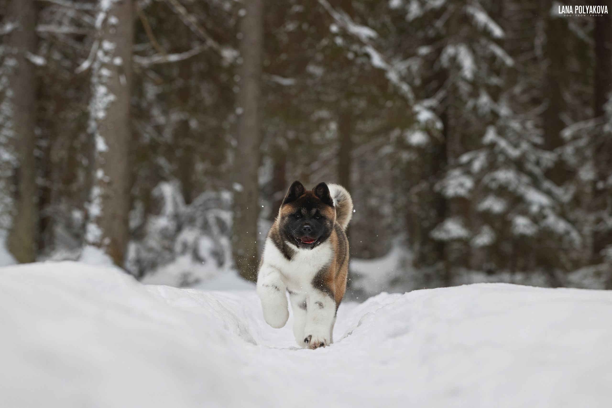 Выходные прошли, наступили будни!. ФОТОГРАФ-АНИМАЛИСТ l LANA POLYAKOVA