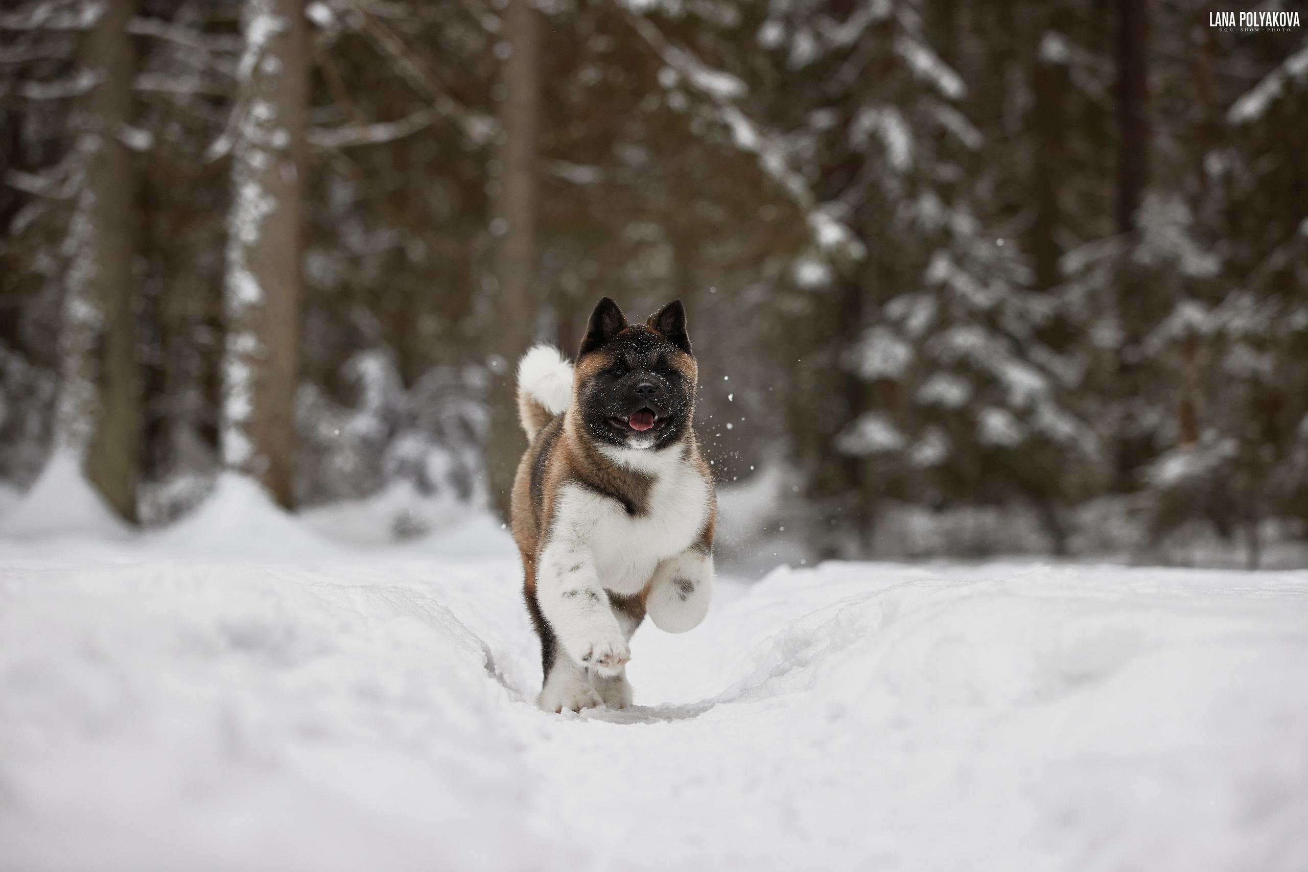 Выходные прошли, наступили будни!. ФОТОГРАФ-АНИМАЛИСТ l LANA POLYAKOVA