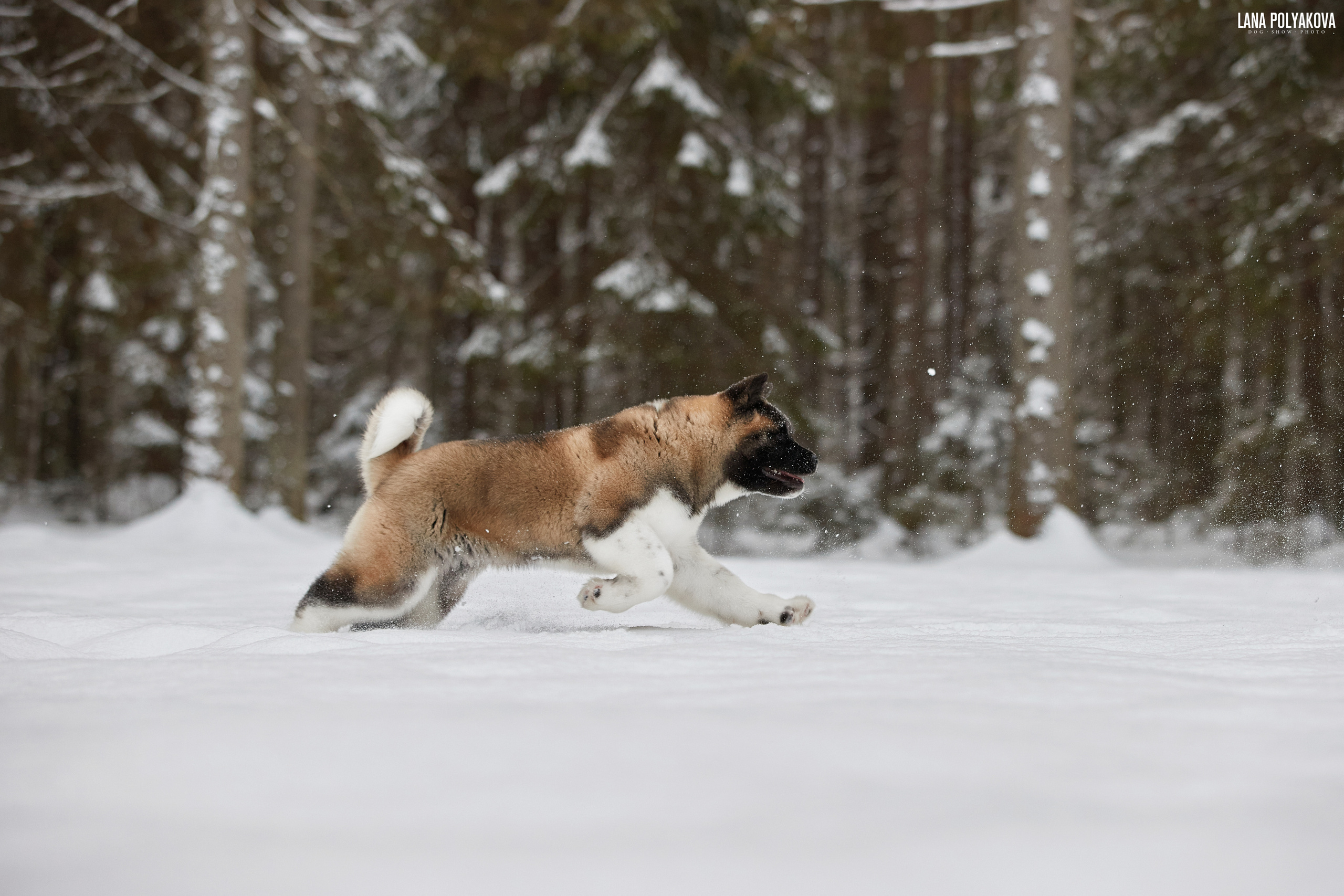 Выходные прошли, наступили будни!. ФОТОГРАФ-АНИМАЛИСТ l LANA POLYAKOVA