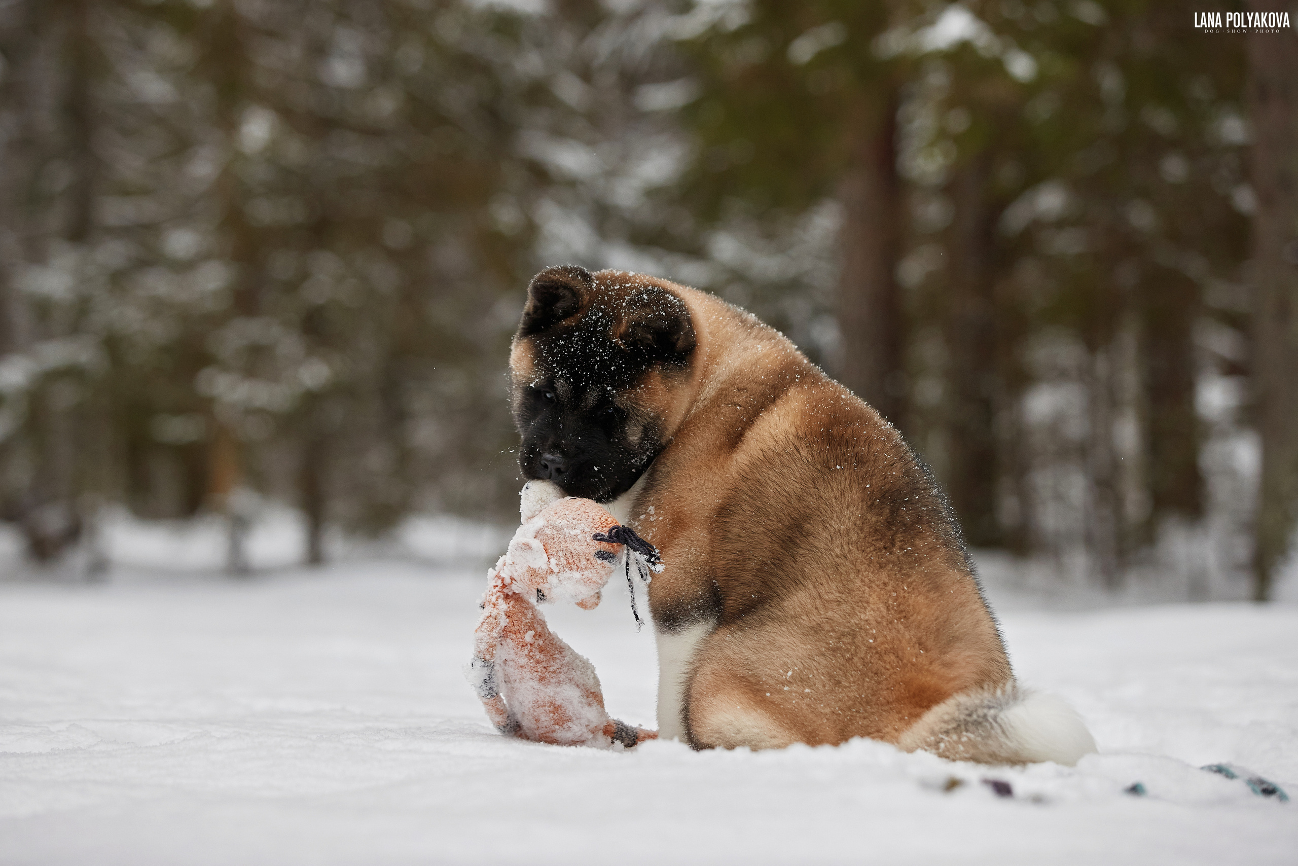 Выходные прошли, наступили будни!. ФОТОГРАФ-АНИМАЛИСТ l LANA POLYAKOVA