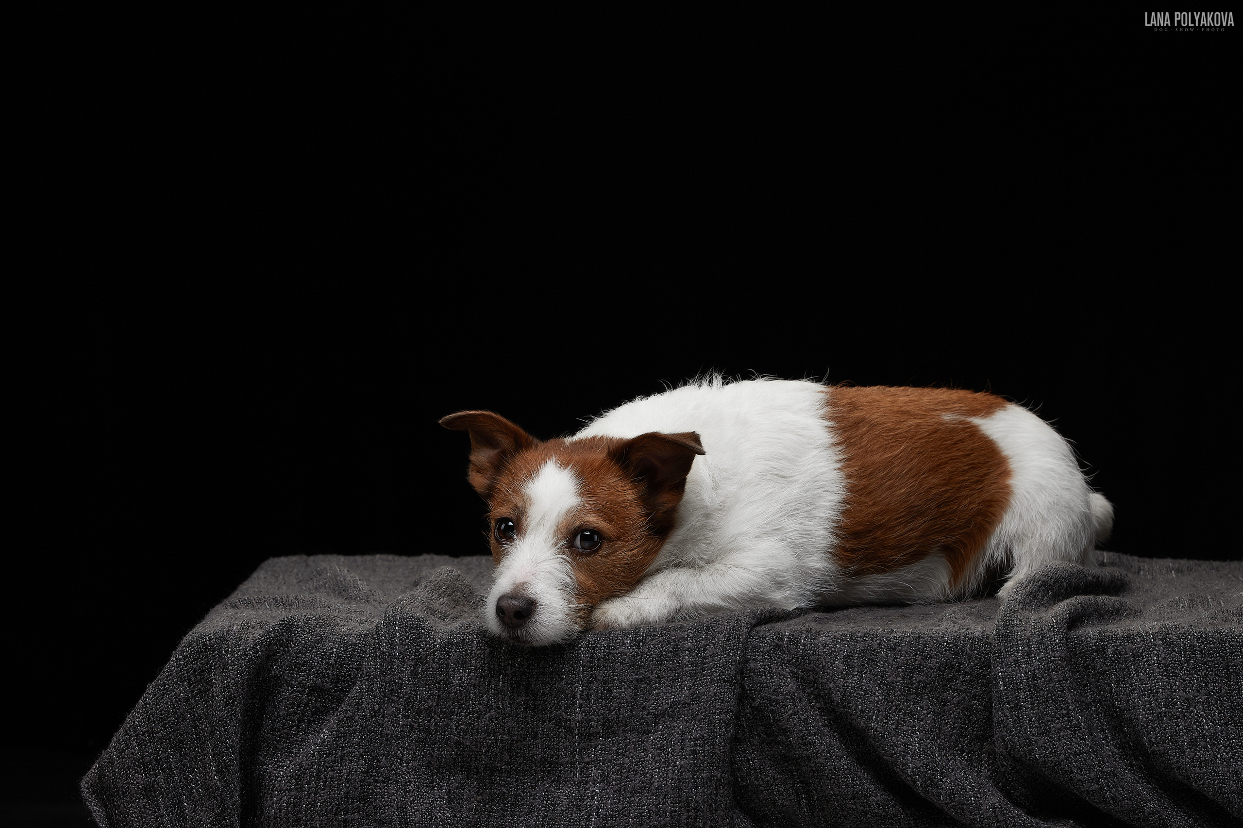 Фотограф Лана Полякова. Студийные кадры