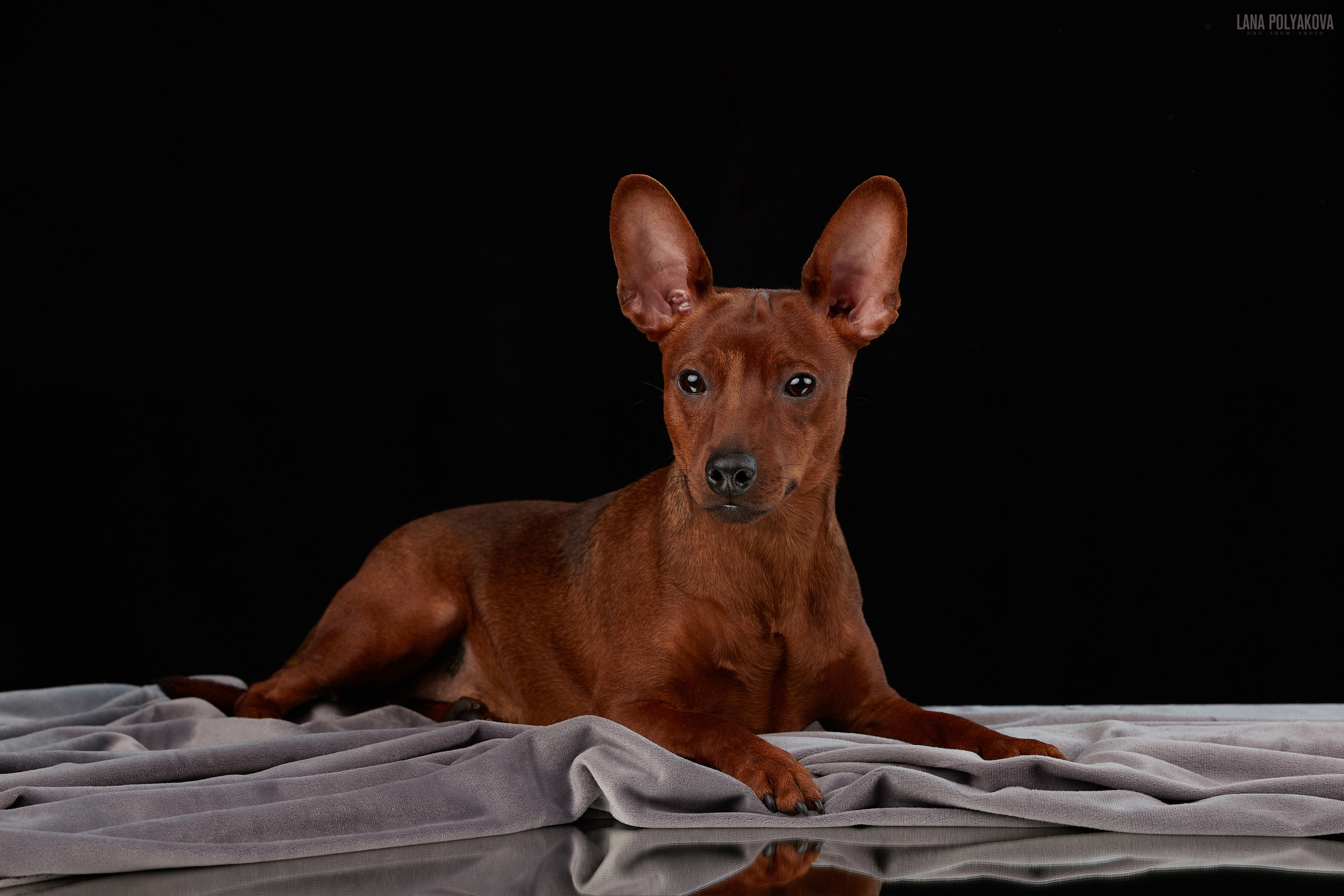 Домашняя фотосессия для цвергпинчеров. ФОТОГРАФ-АНИМАЛИСТ l LANA POLYAKOVA