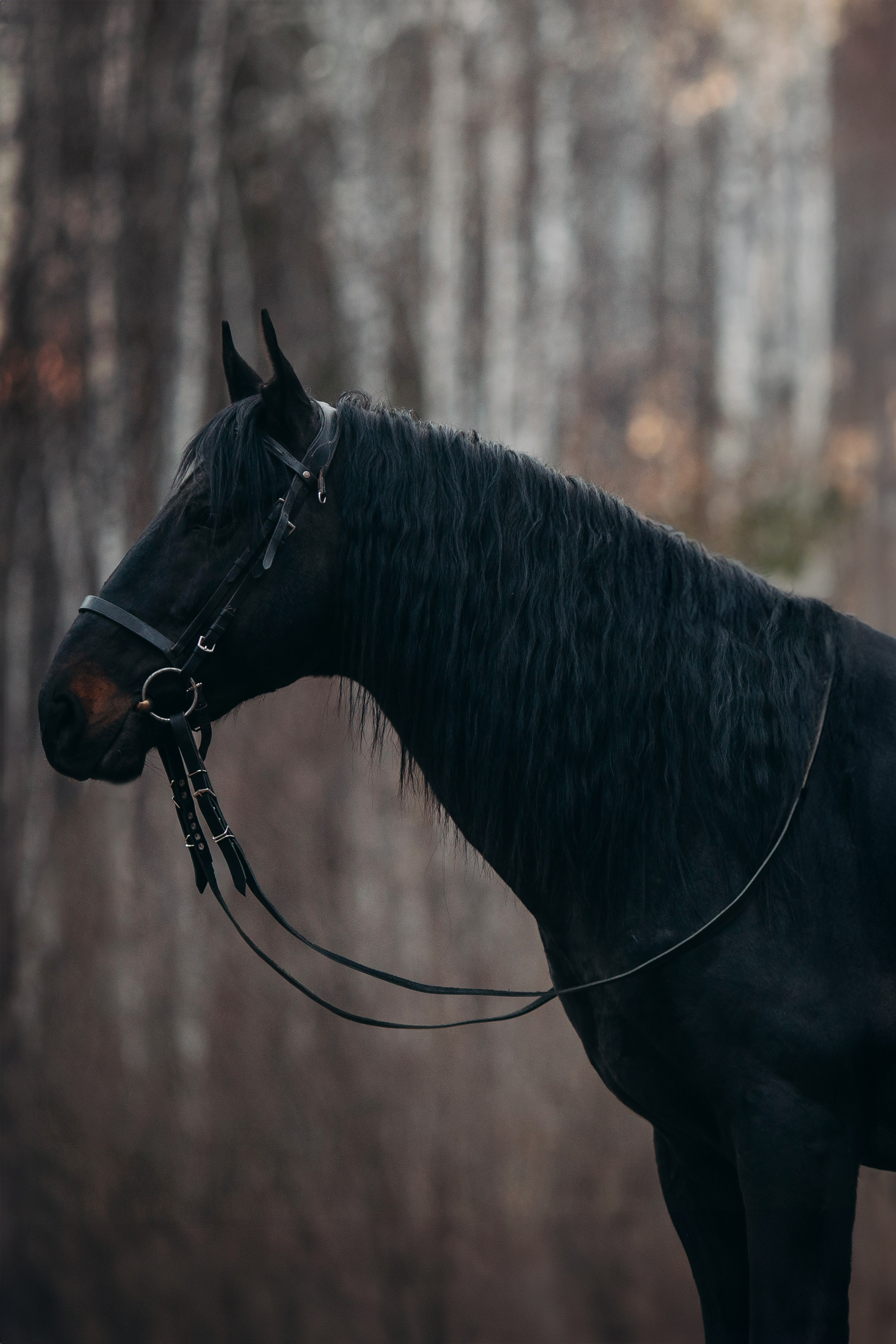 Анна, Басмач и Кипер. Анна Молчанова конный фотограф в Тюмени | фотосессии с лошадьми Тюмень